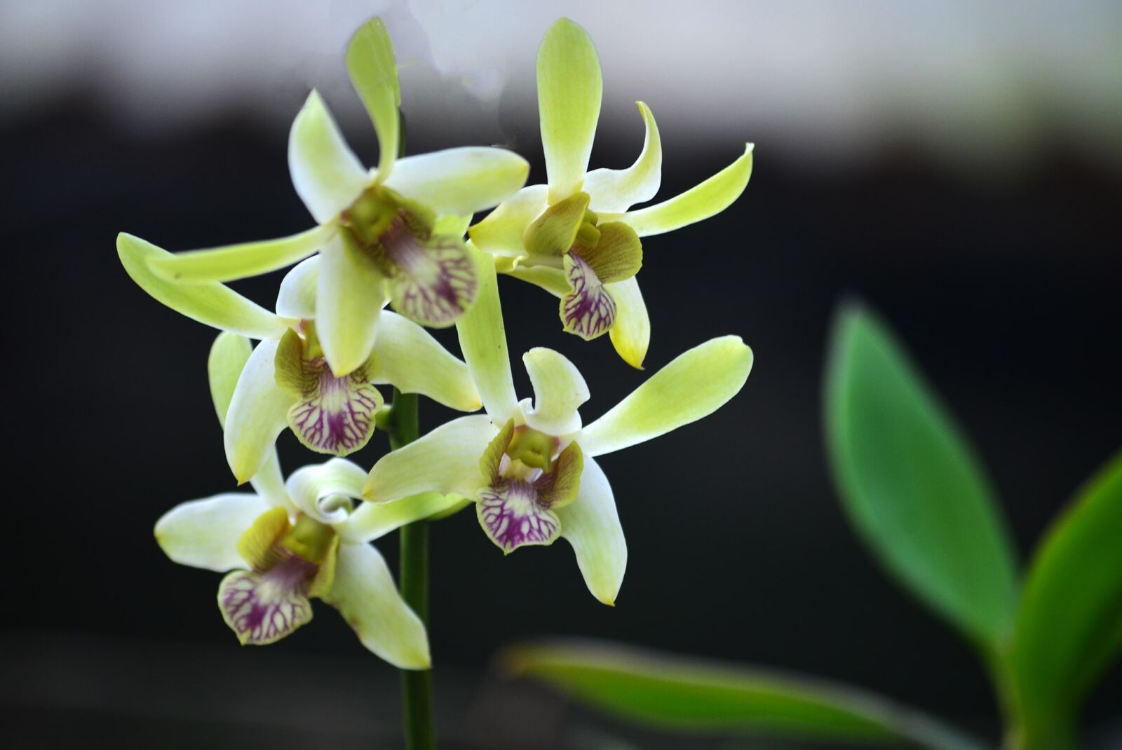Nikon D5100 sample photo. Flower, orchid, yellow photography
