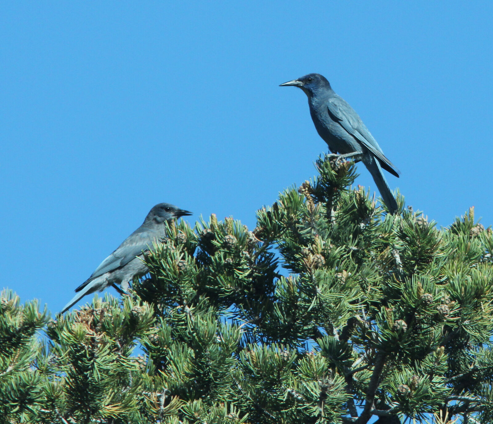 Canon EF 300mm F4L IS USM sample photo