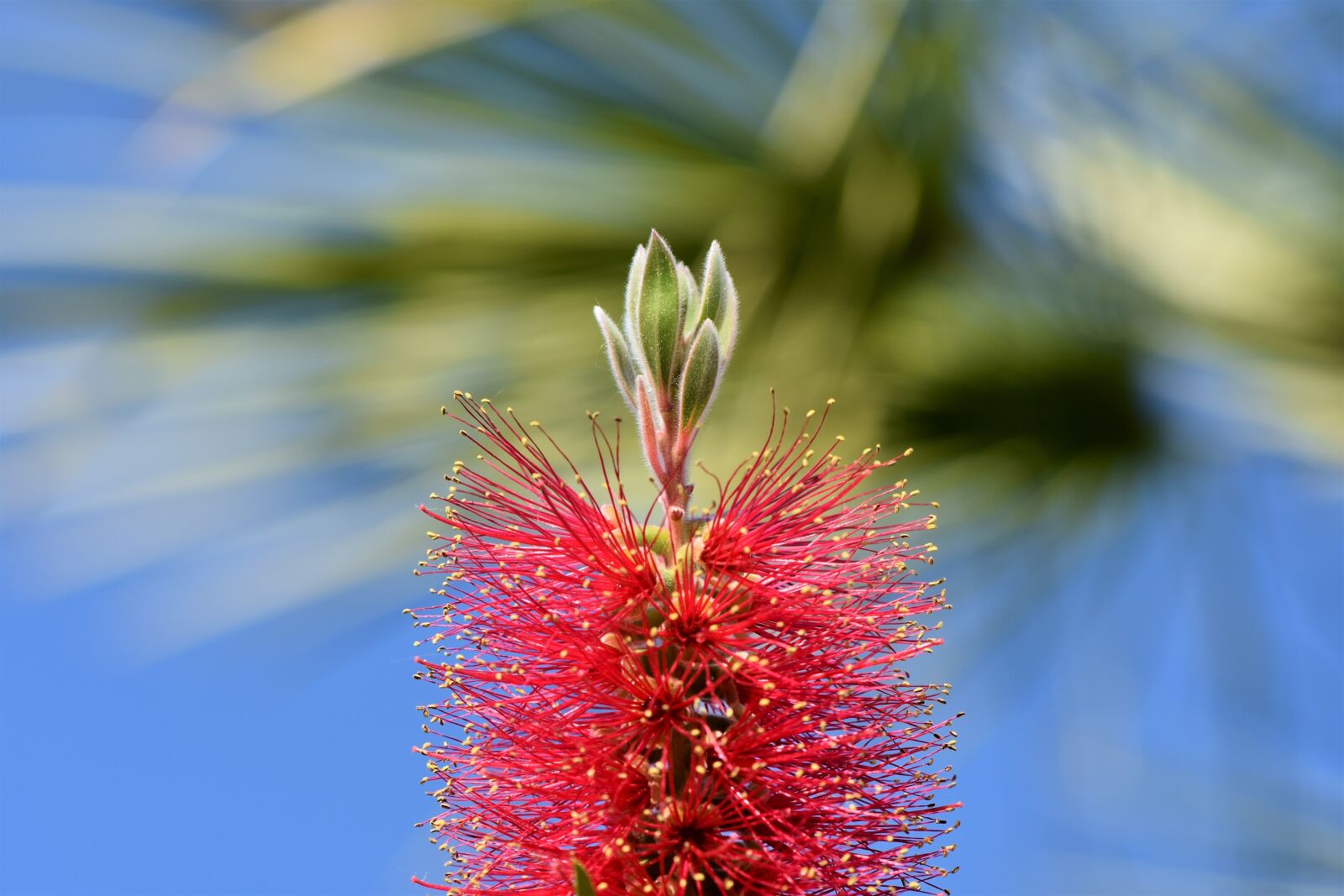 Nikon D7200 sample photo. Lemon bottlebrush, callistemon citrinus photography