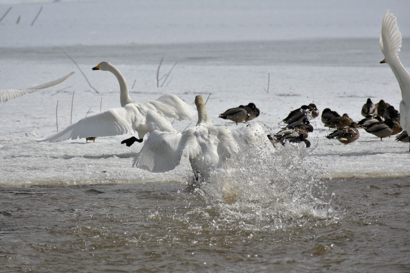Nikon D7200 sample photo. Animal, lake, waterside photography