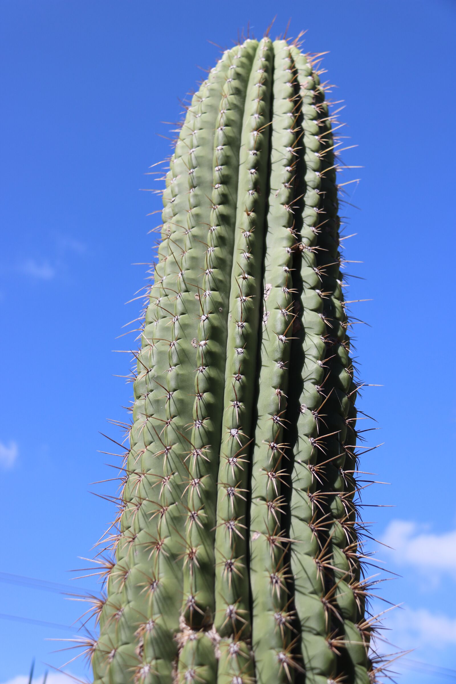 Canon EF-S 18-200mm F3.5-5.6 IS sample photo. Cactus, outdoors, nature photography