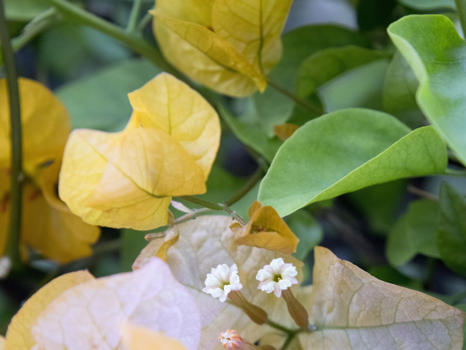 Canon EOS M6 sample photo. Yellow, gentle, soft photography