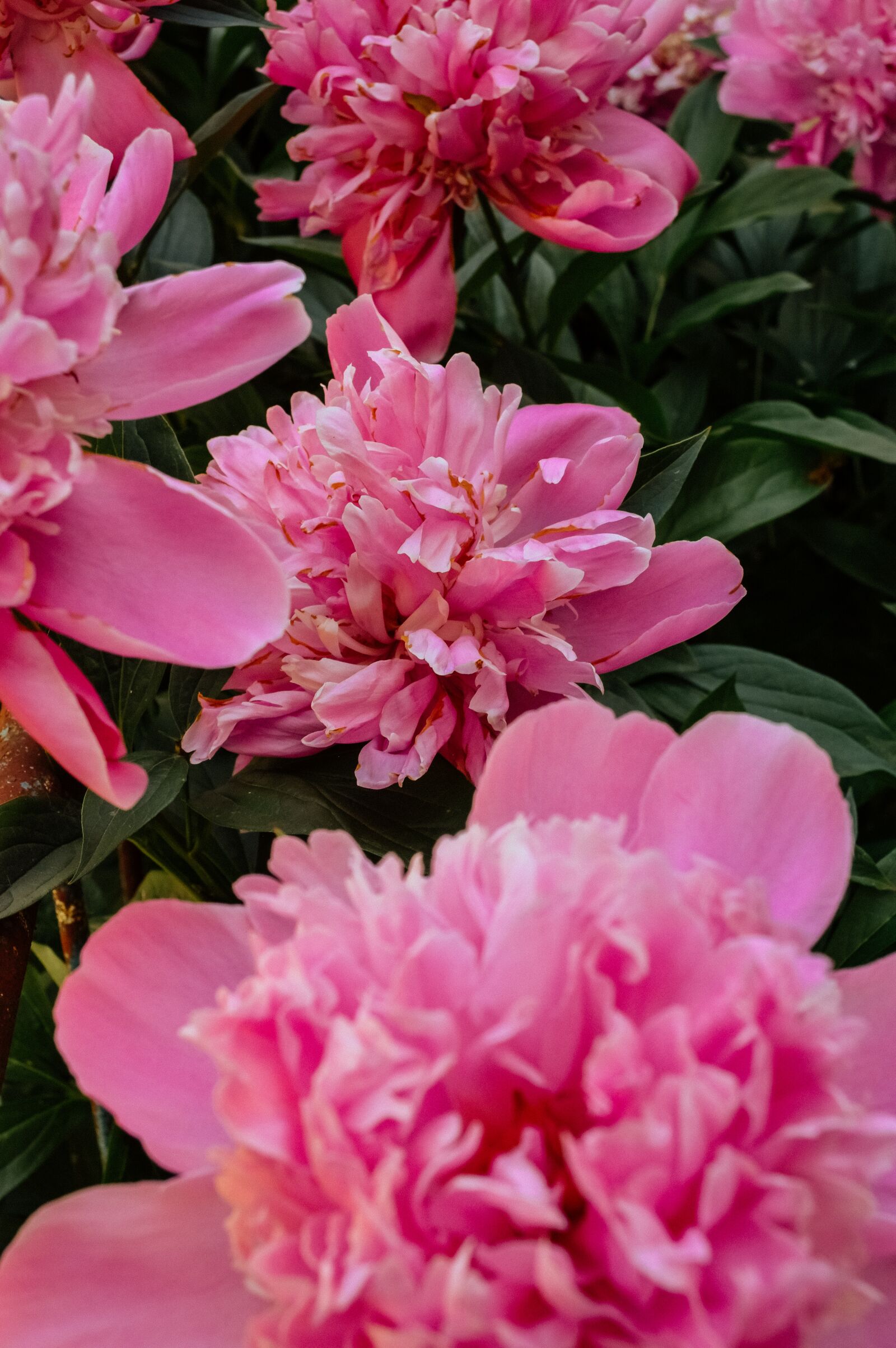 Nikon D3200 sample photo. Peonies, peony, the buds photography