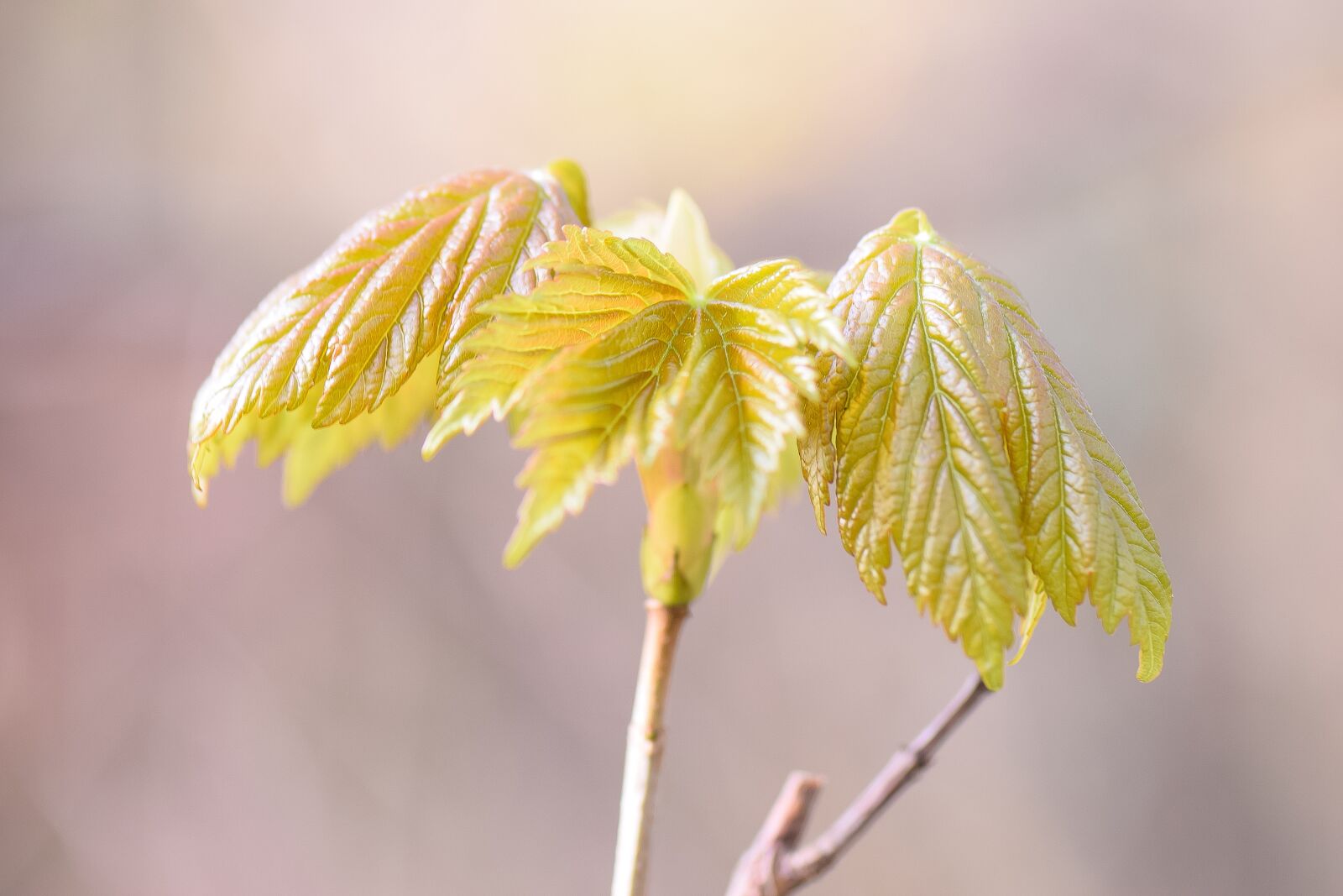 Nikon D5300 sample photo. Maple, spring, nature photography