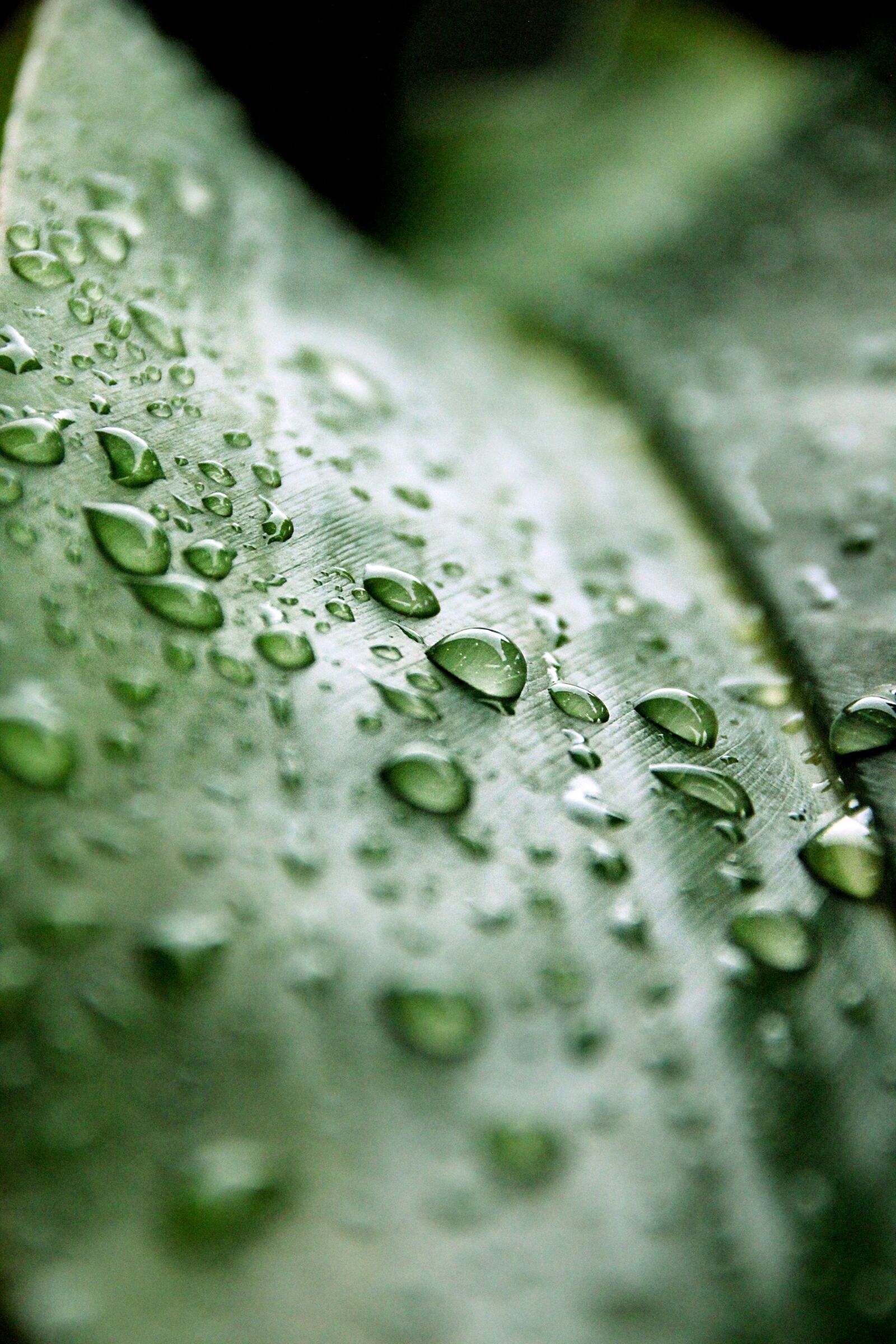 Canon EOS 550D (EOS Rebel T2i / EOS Kiss X4) sample photo. Drip, leaf, rain photography