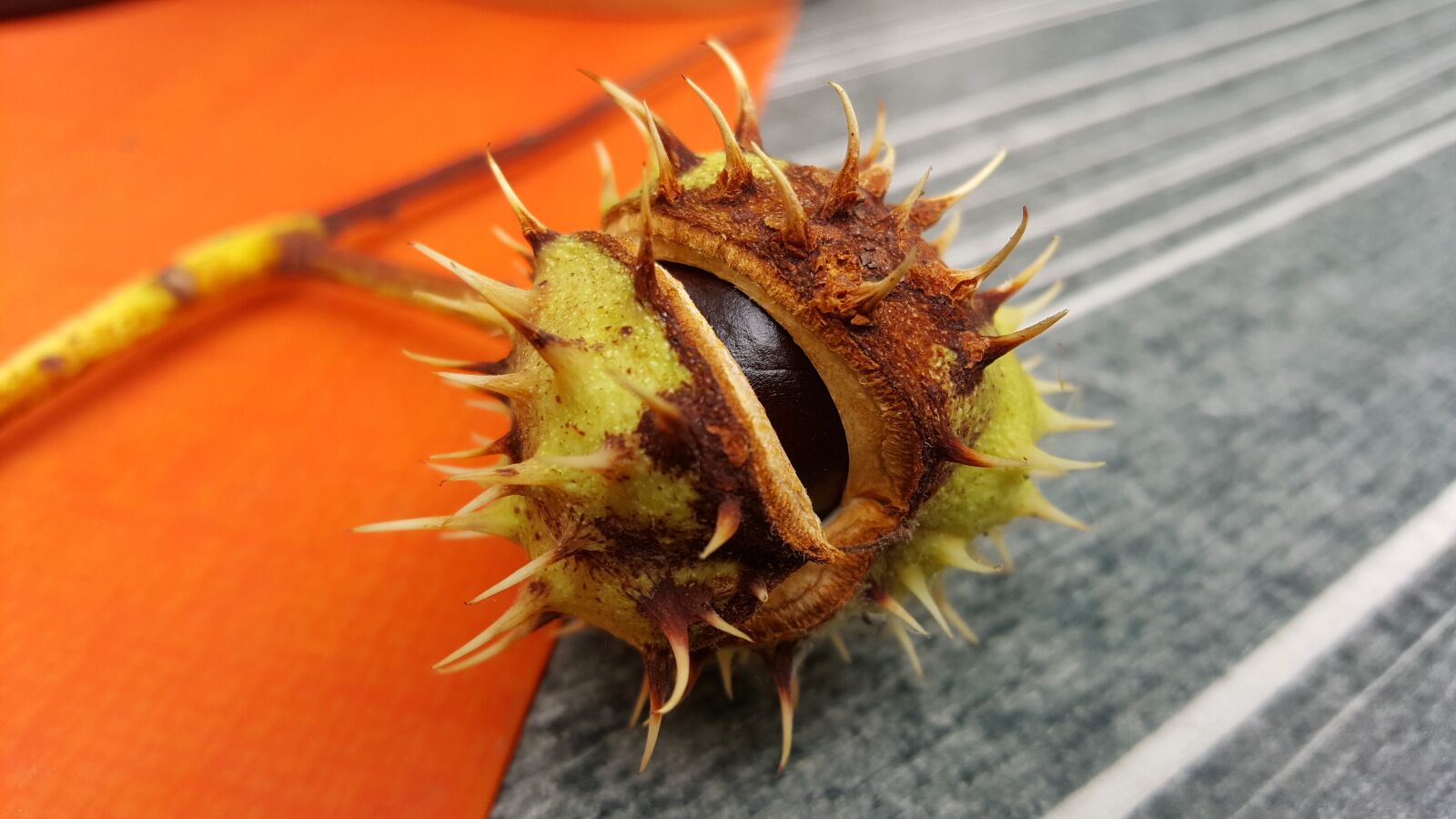 Samsung Galaxy S6 sample photo. Nature, close up, background photography