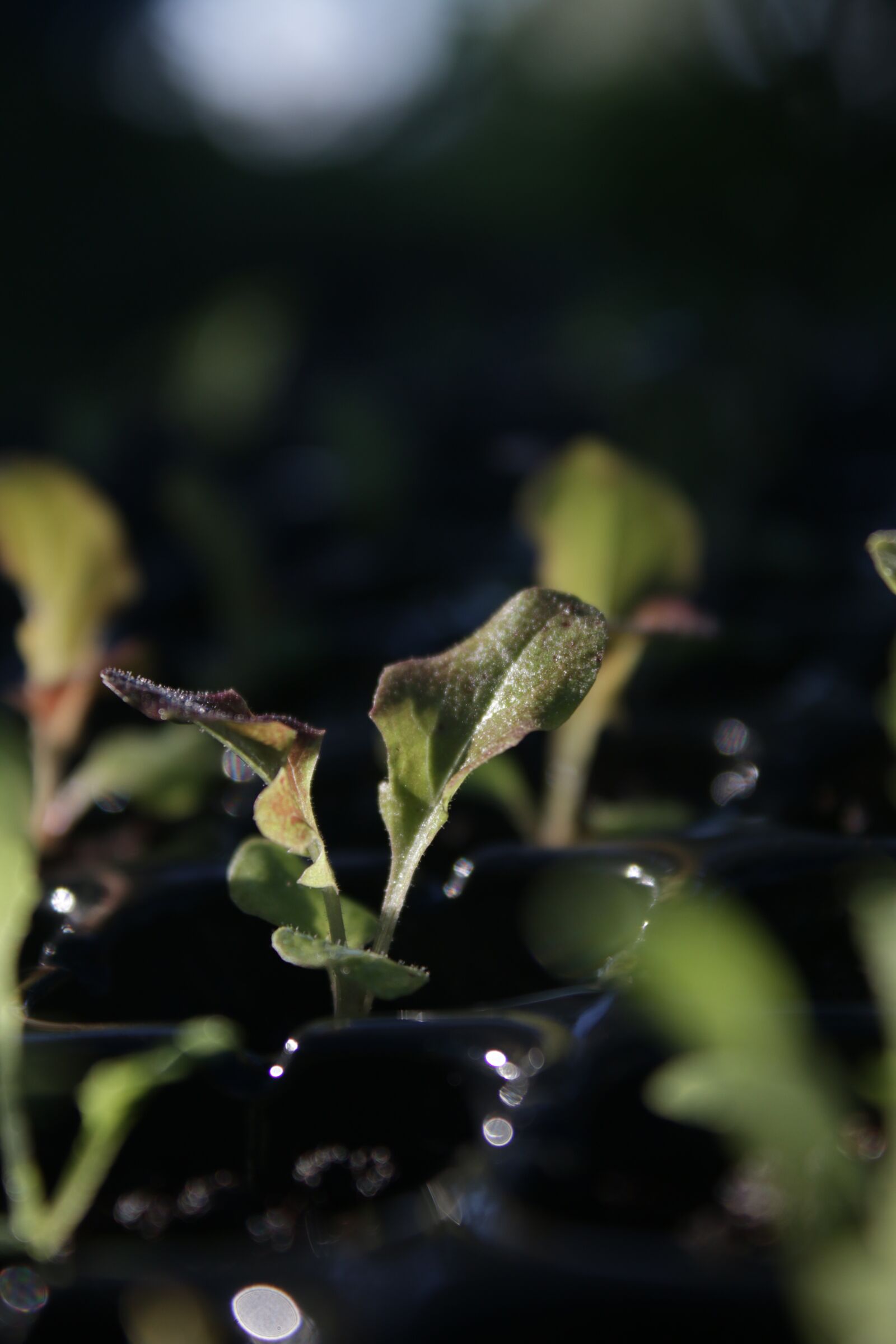 Canon EOS 70D + Canon EF-S 18-55mm F3.5-5.6 IS sample photo. Vegetarian, healthy, leaf photography