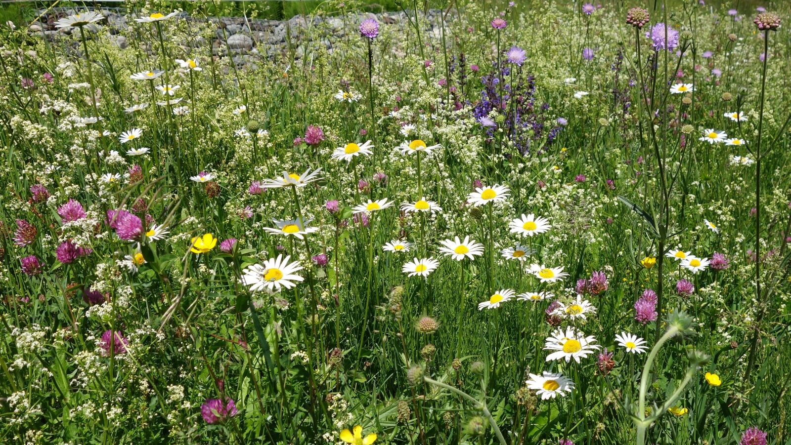 Sony Cyber-shot DSC-RX100 II sample photo. Flower meadow, flowers, nature photography
