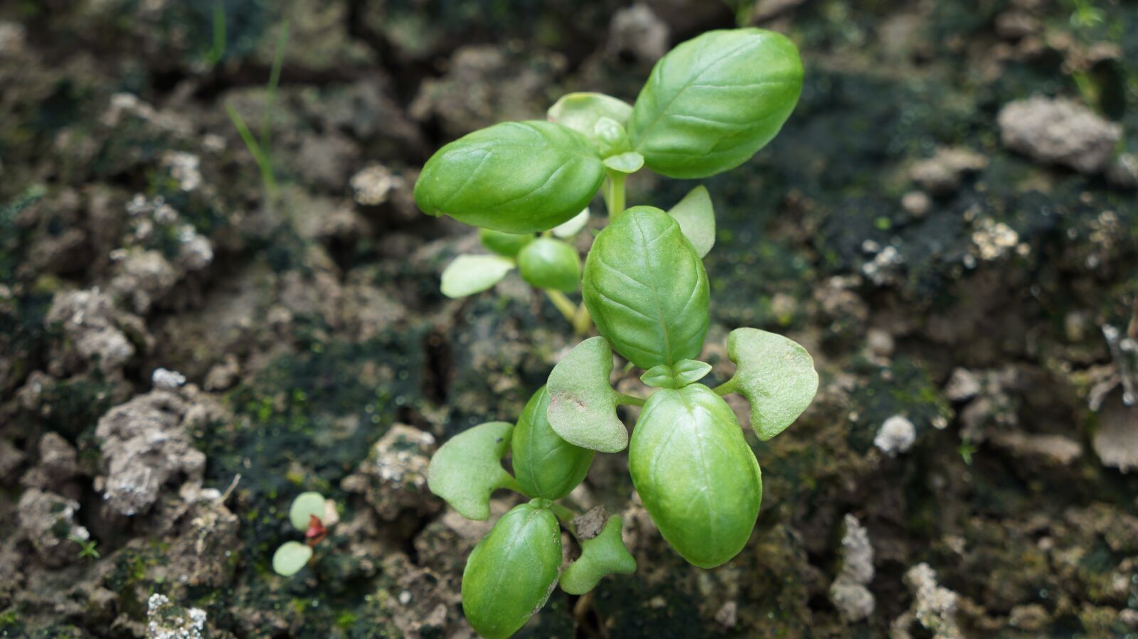 Sony Alpha a3000 sample photo. Basil, herbs, green photography