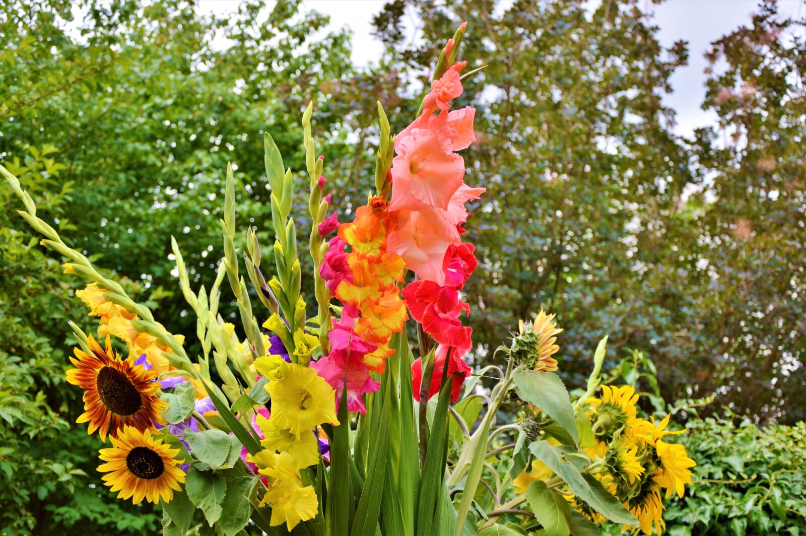 Nikon D3200 sample photo. Gladiolus, gladidus, butterfly greenhouse photography