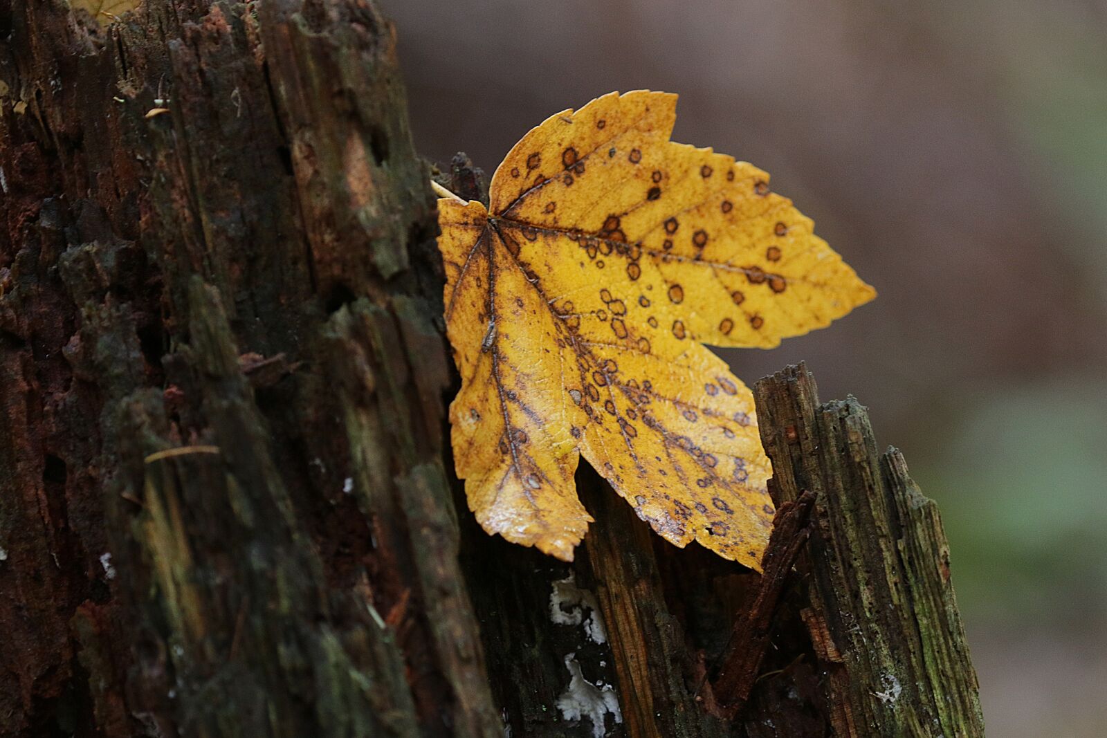 Canon EOS 7D Mark II sample photo. Autumn, leaves, leaf photography