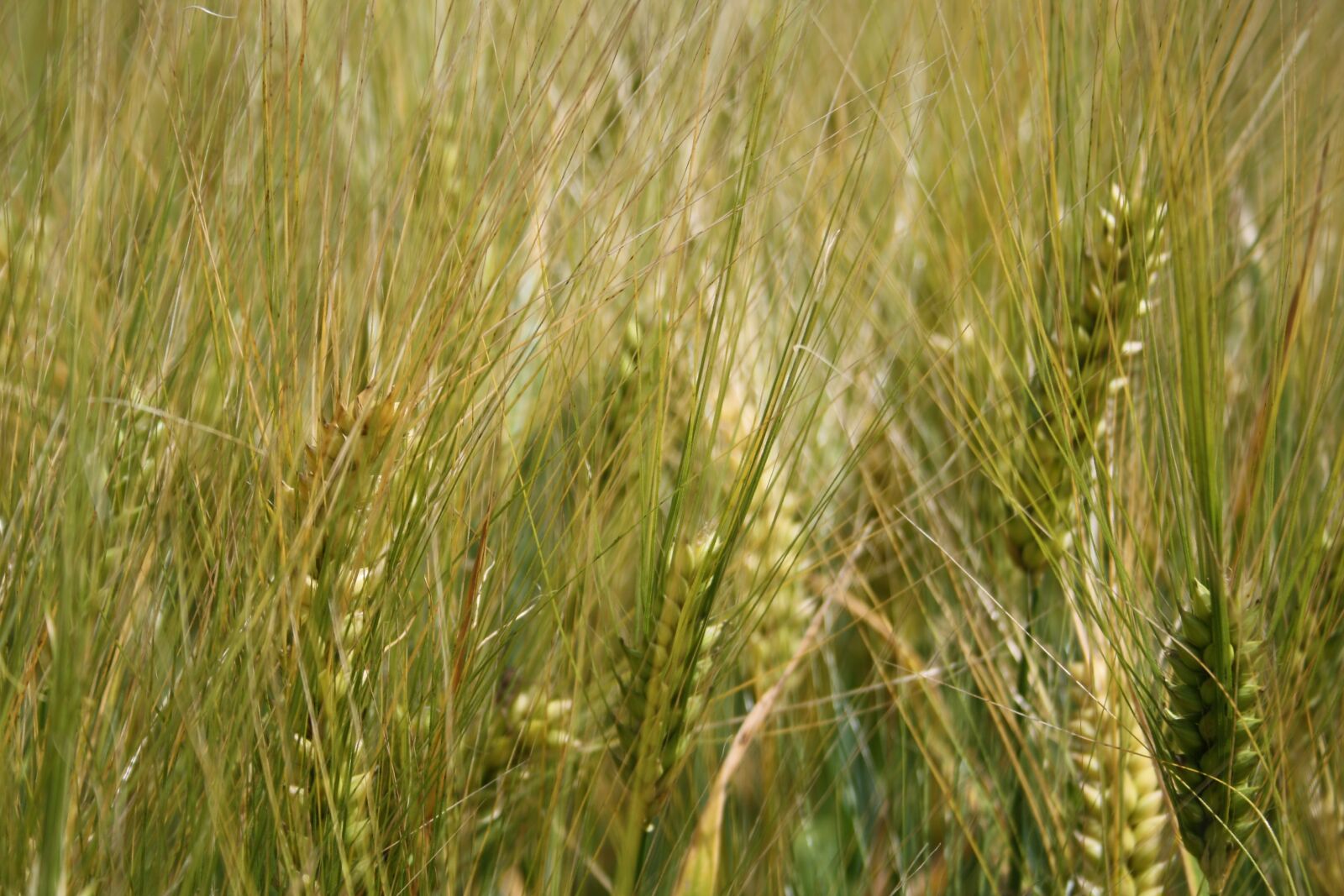 Canon EOS 1000D (EOS Digital Rebel XS / EOS Kiss F) sample photo. Cereals, wheat, growth photography