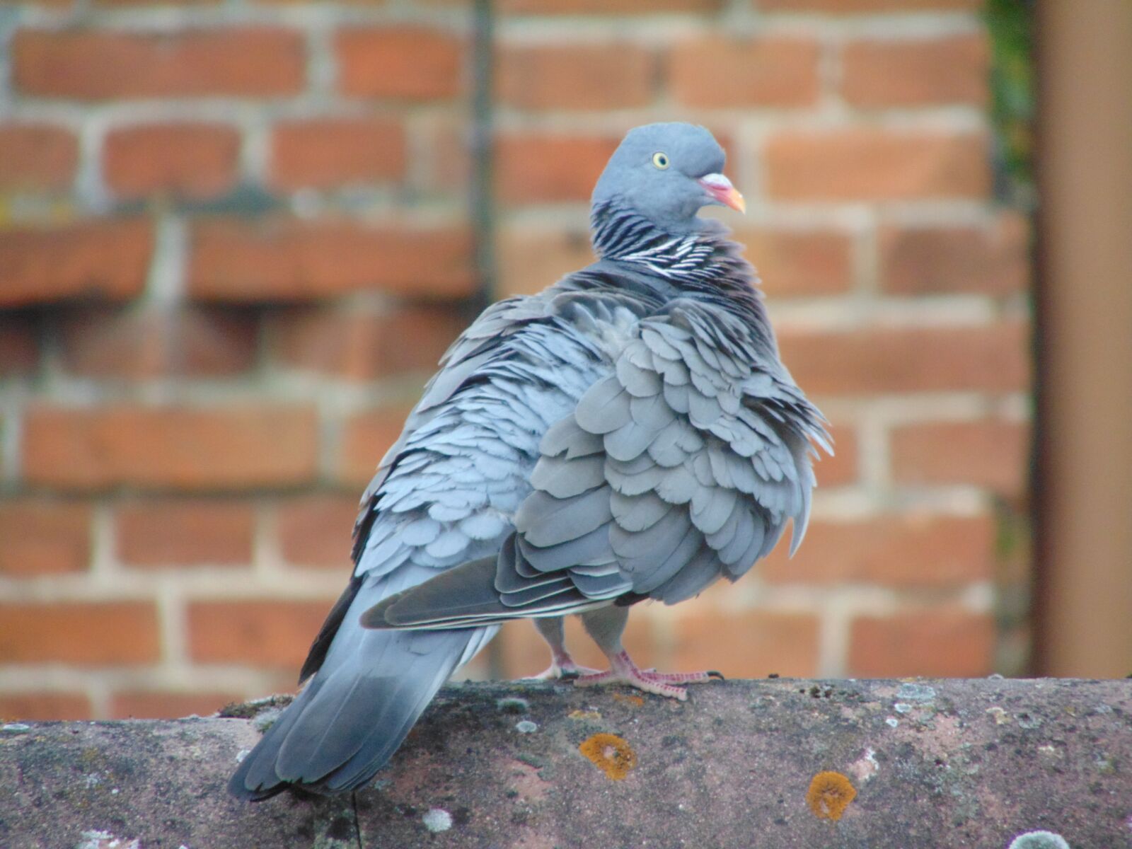 Sony Cyber-shot DSC-H300 sample photo. Homing pigeon, dove, bird photography