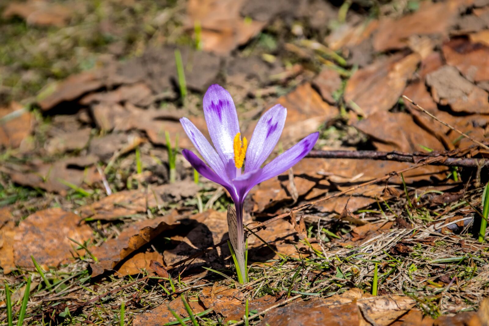 Nikon D5300 sample photo. Crocus, spring, nature photography
