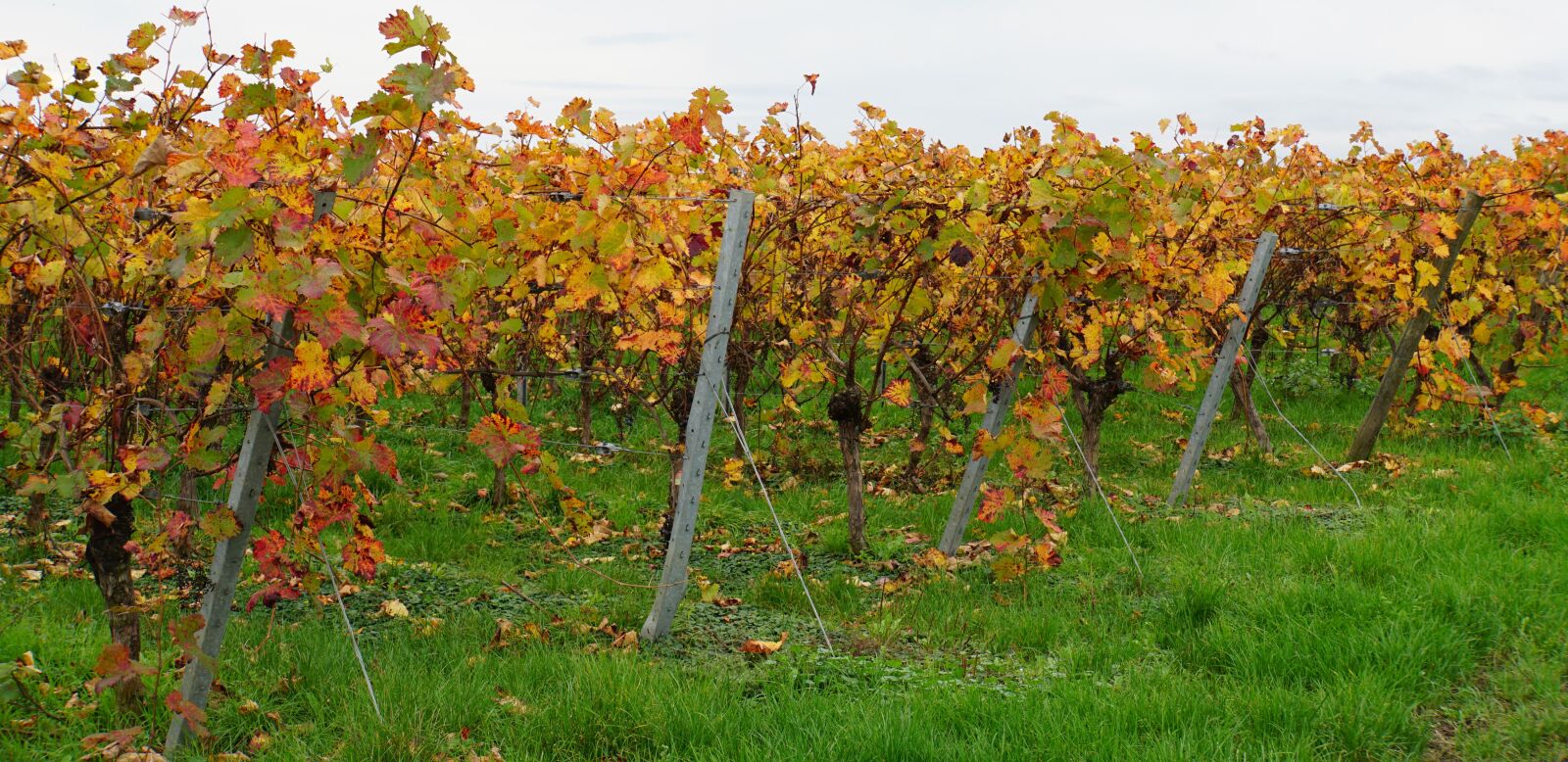 Sony a6000 + Sony E 18-200mm F3.5-6.3 OSS LE sample photo. Vines, autumn, colorful photography