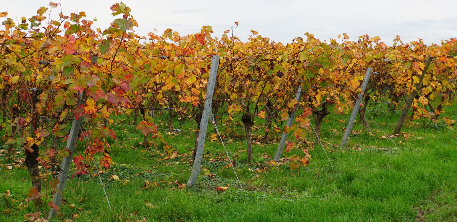 Sony E 18-200mm F3.5-6.3 OSS LE sample photo. Vines, autumn, colorful photography