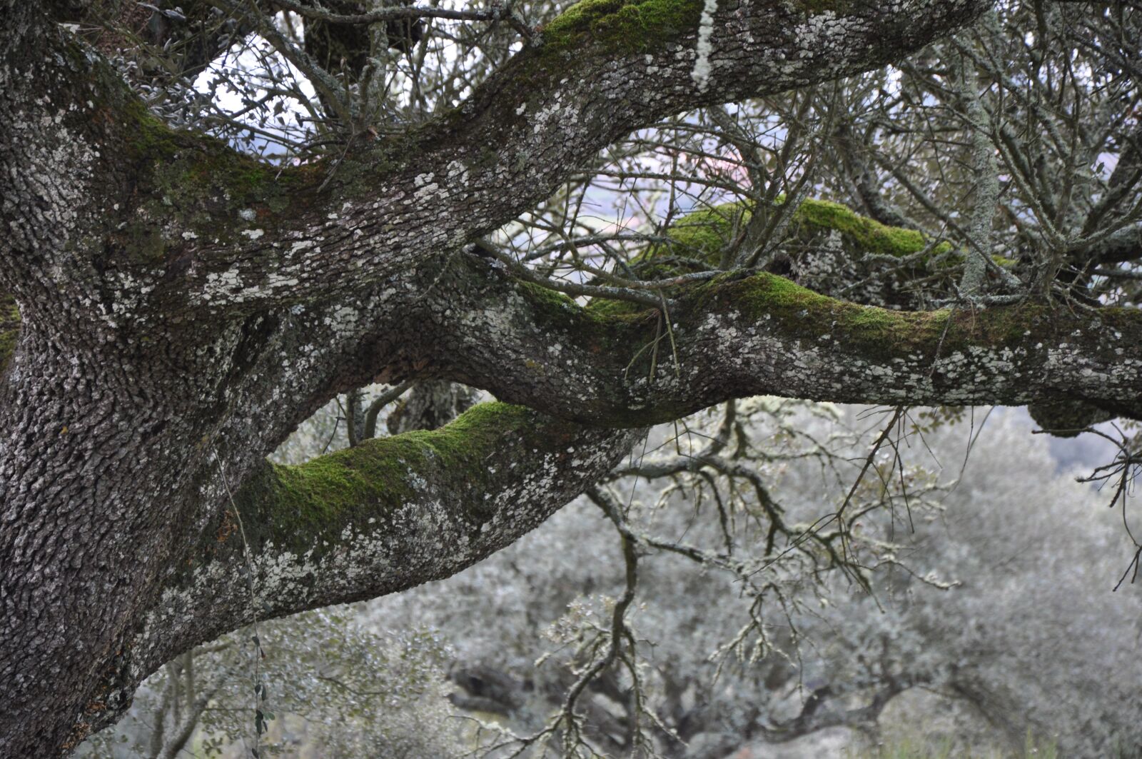 Nikon D90 sample photo. Encina, autumn, tree photography