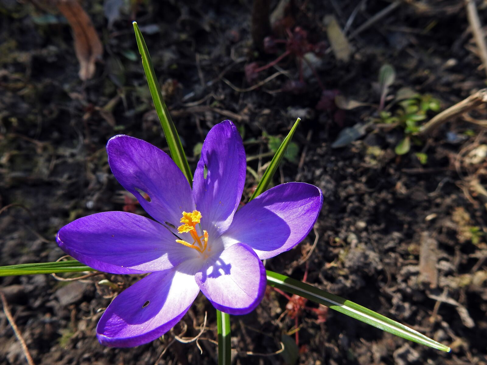 Nikon Coolpix P900 sample photo. Crocus, spring flower, purple photography