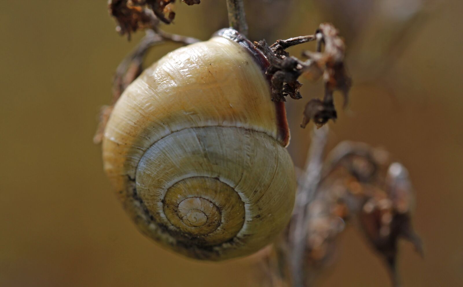 Canon EOS 1100D (EOS Rebel T3 / EOS Kiss X50) sample photo. Snail, brown, bush photography