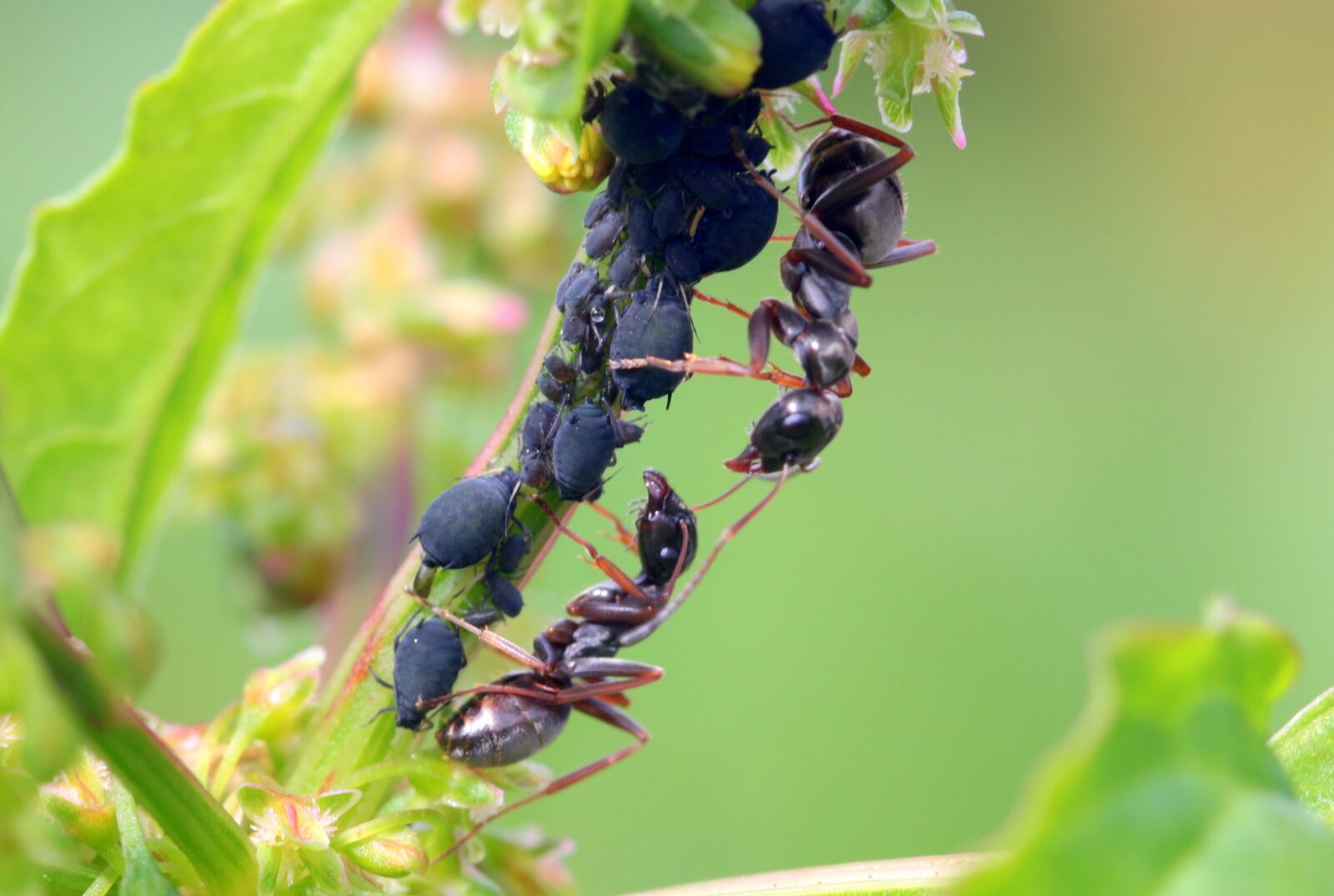 Canon EOS 650D (EOS Rebel T4i / EOS Kiss X6i) sample photo. Ants, formicidae, garden ants photography