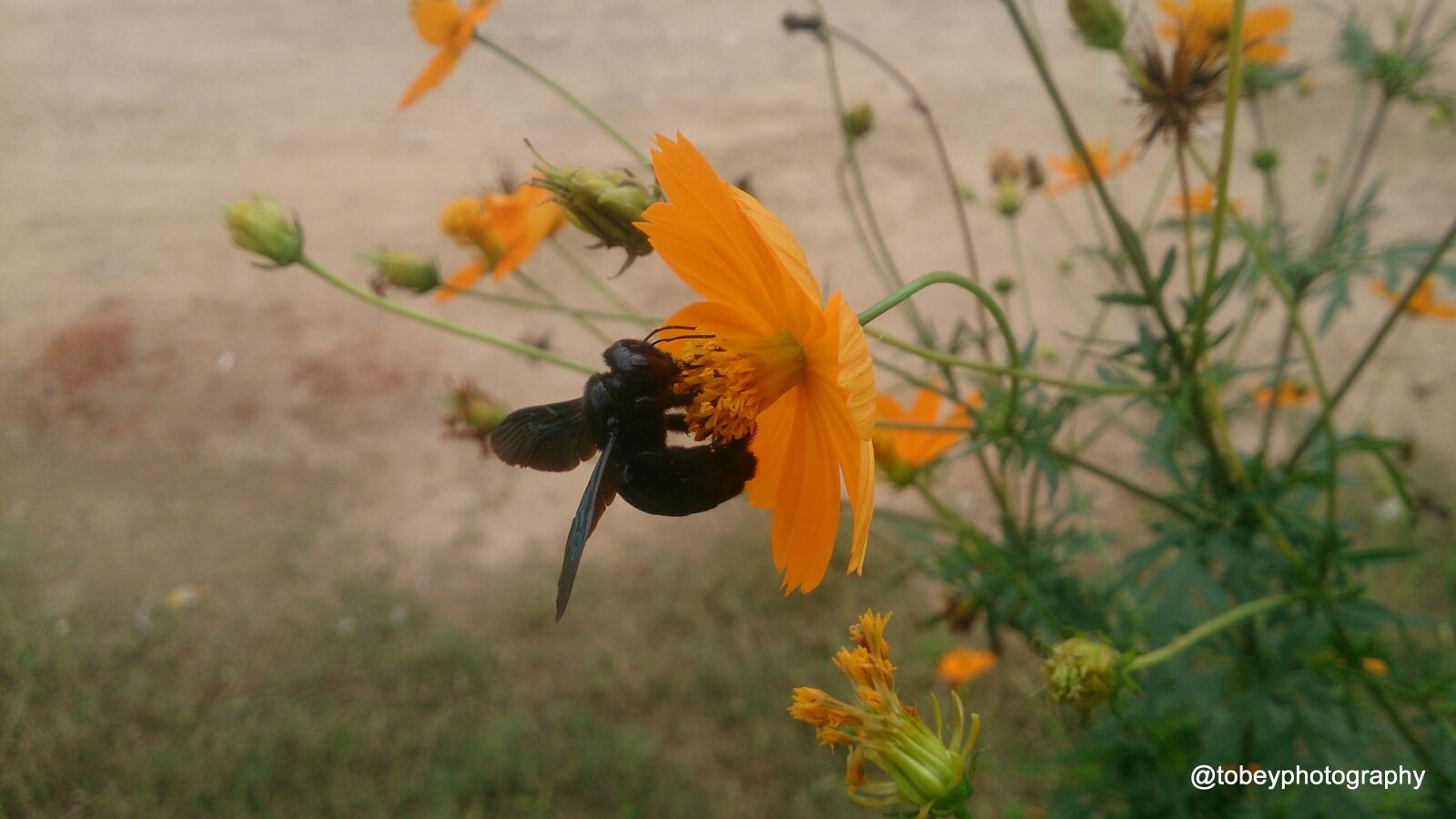 Sony Xperia Z sample photo