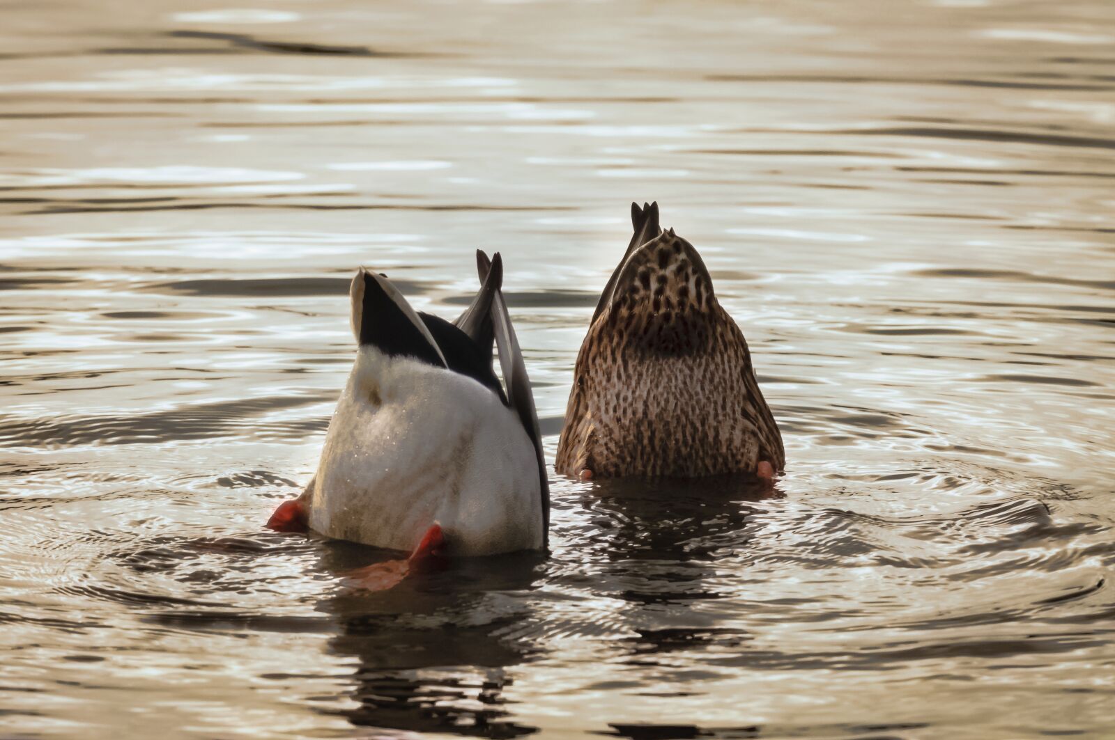 Nikon D90 sample photo. Ducks, mallards, water photography