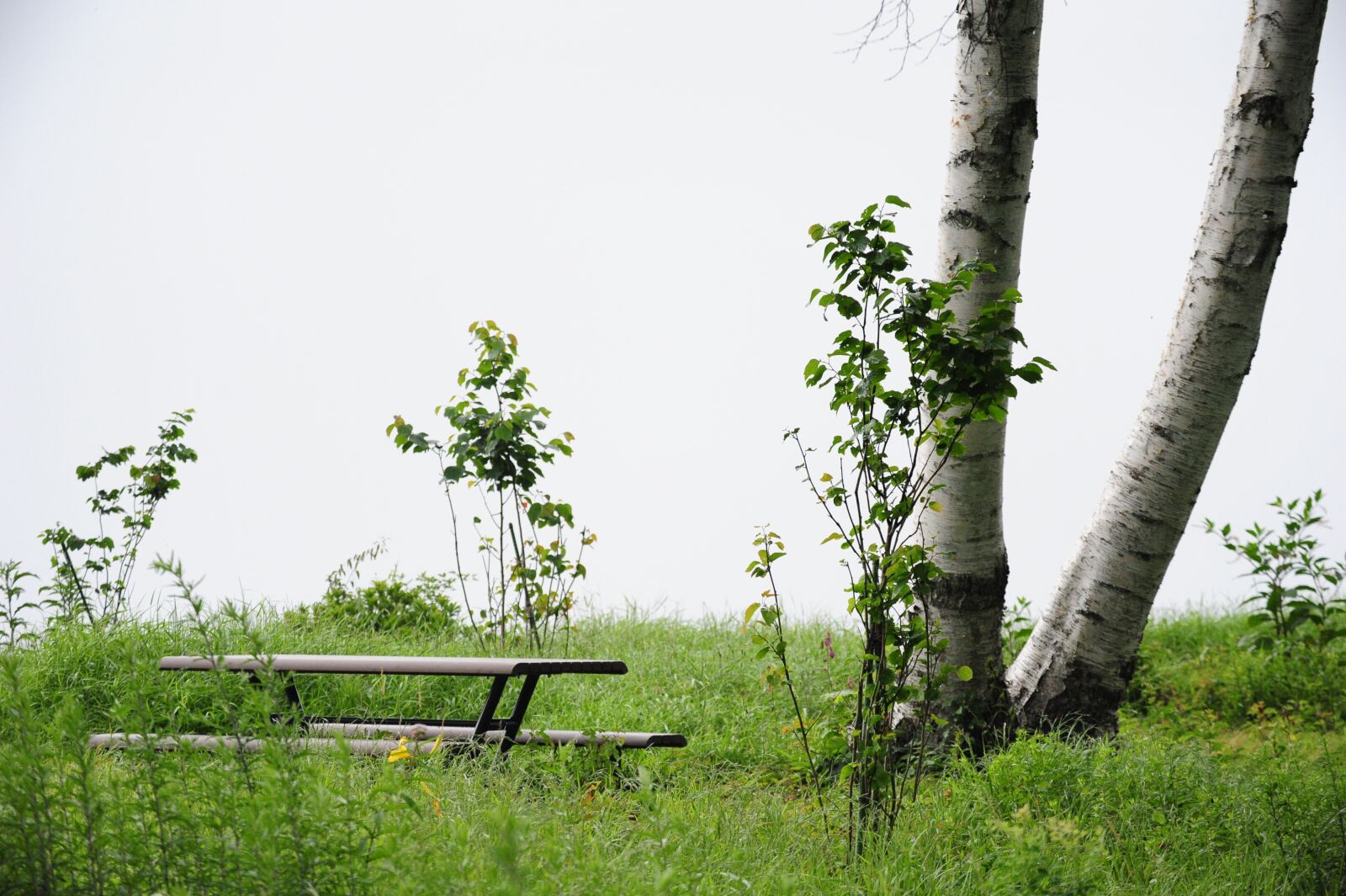 Nikon D700 sample photo. White birch, bench, morning photography