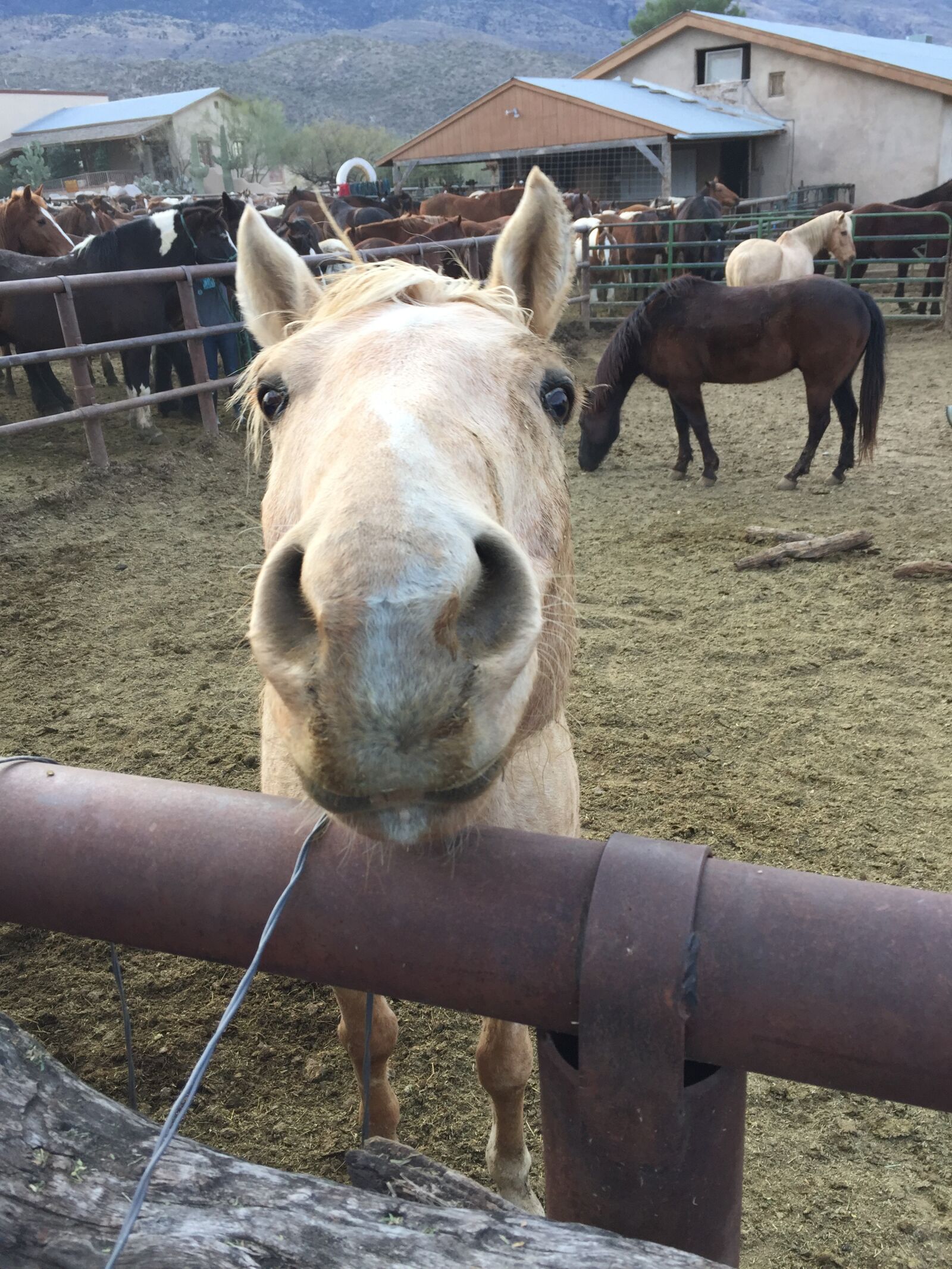 iPhone 6 back camera 4.15mm f/2.2 sample photo. Horse, ranch, blonde photography