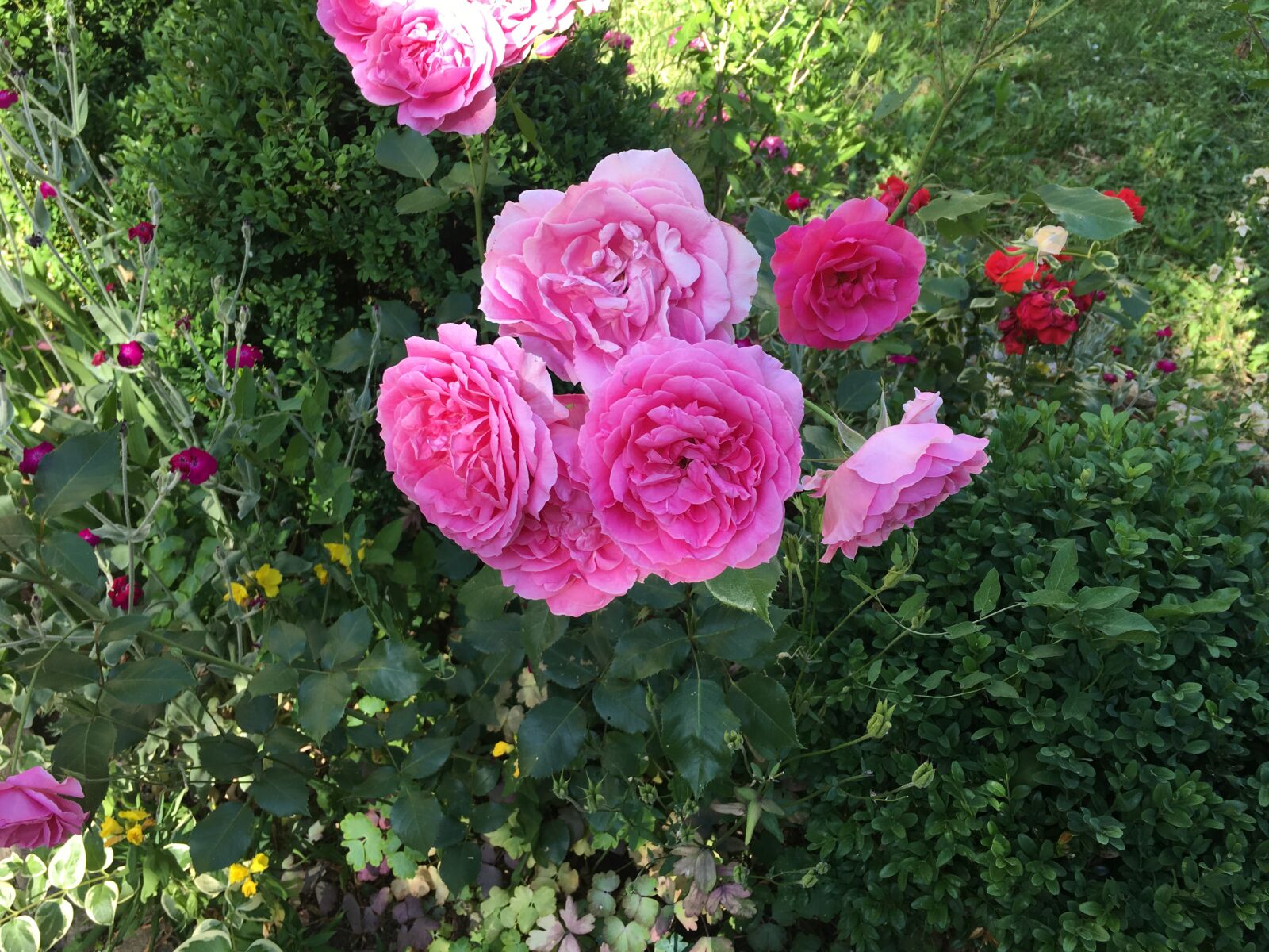 Apple iPhone 6s sample photo. Pink, rose, flower photography