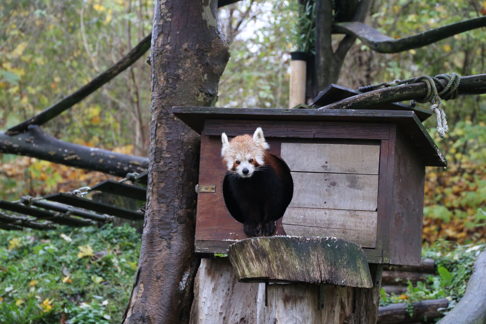 Canon EF 24-105mm F3.5-5.6 IS STM sample photo. Animal, monkey, sweet photography