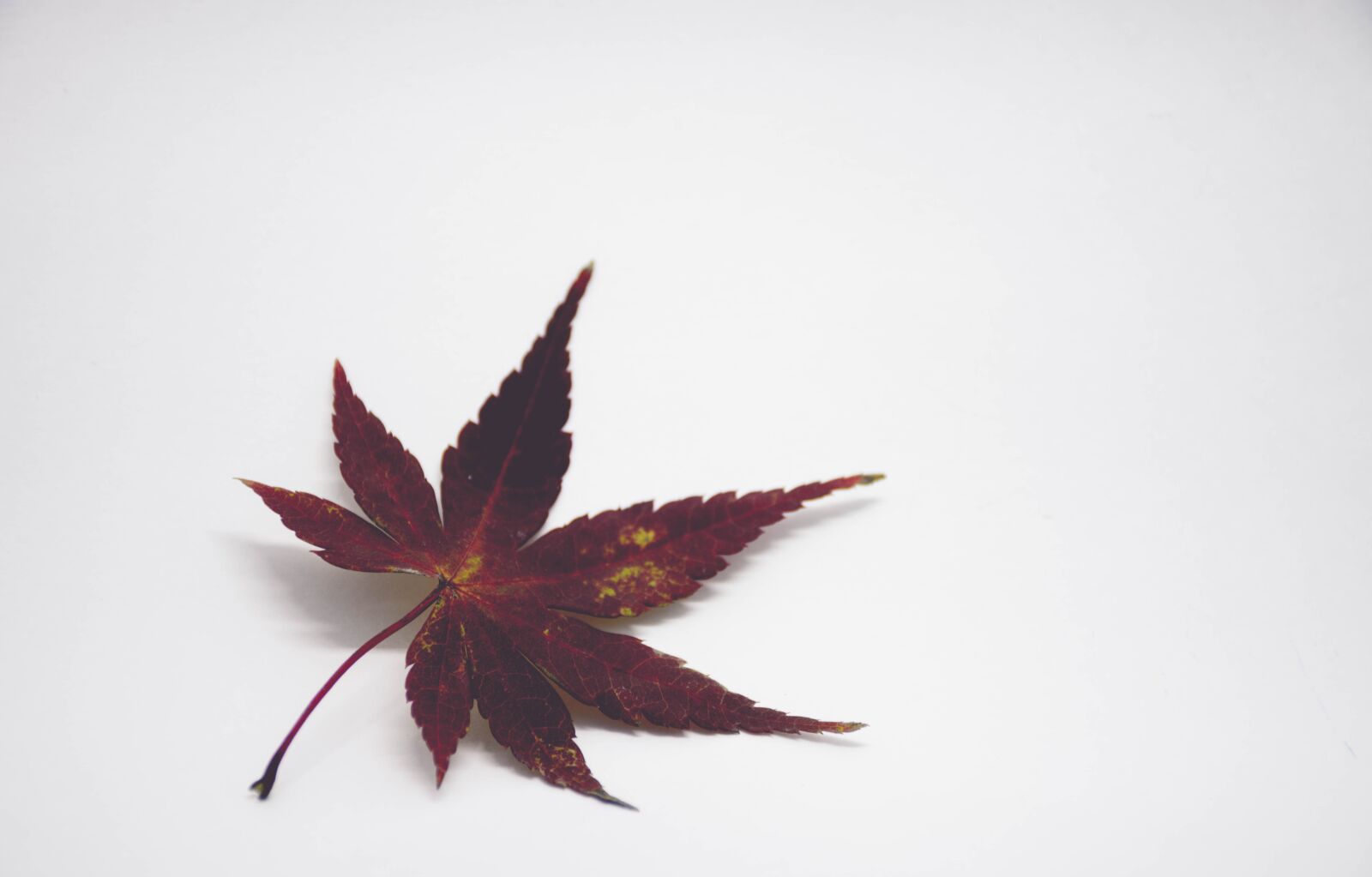 Nikon D7200 sample photo. Leaves, autumn, fall photography