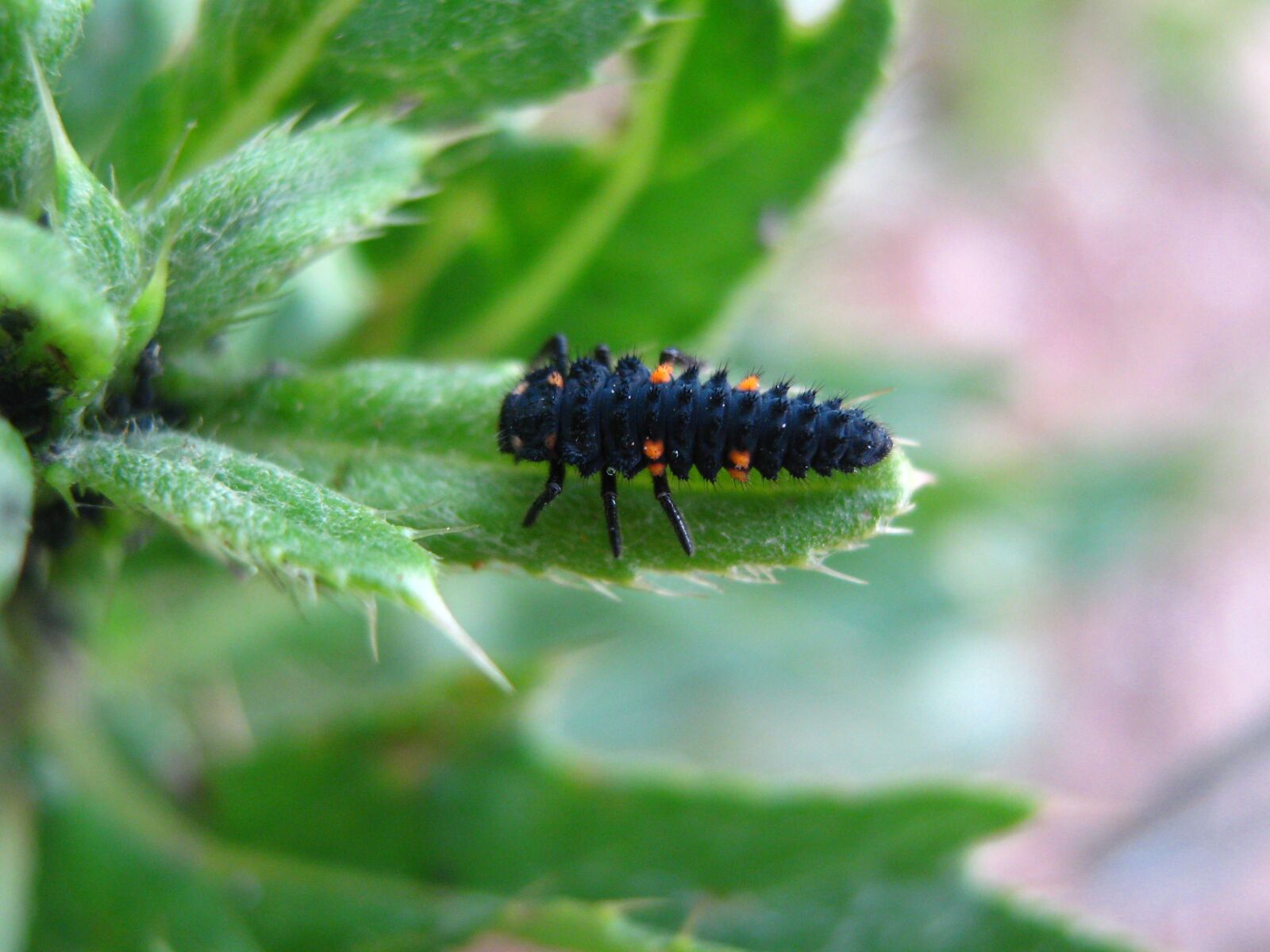 Canon PowerShot A470 sample photo. Ladybug, larva, nature photography