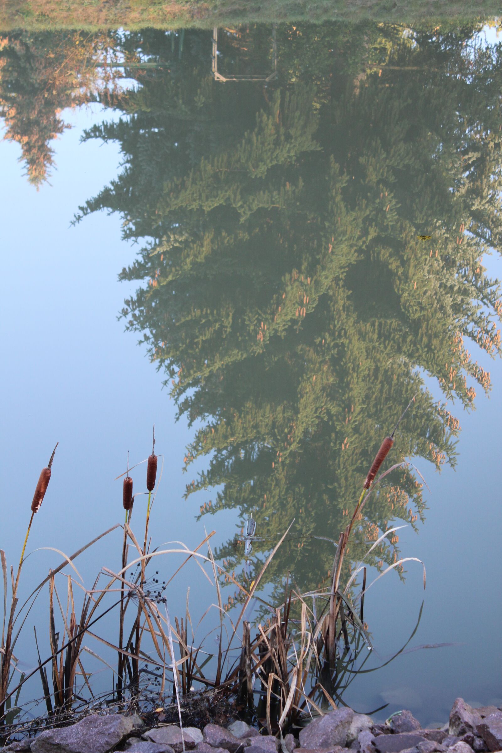Canon EOS 1300D (EOS Rebel T6 / EOS Kiss X80) sample photo. Water, tree, reed photography
