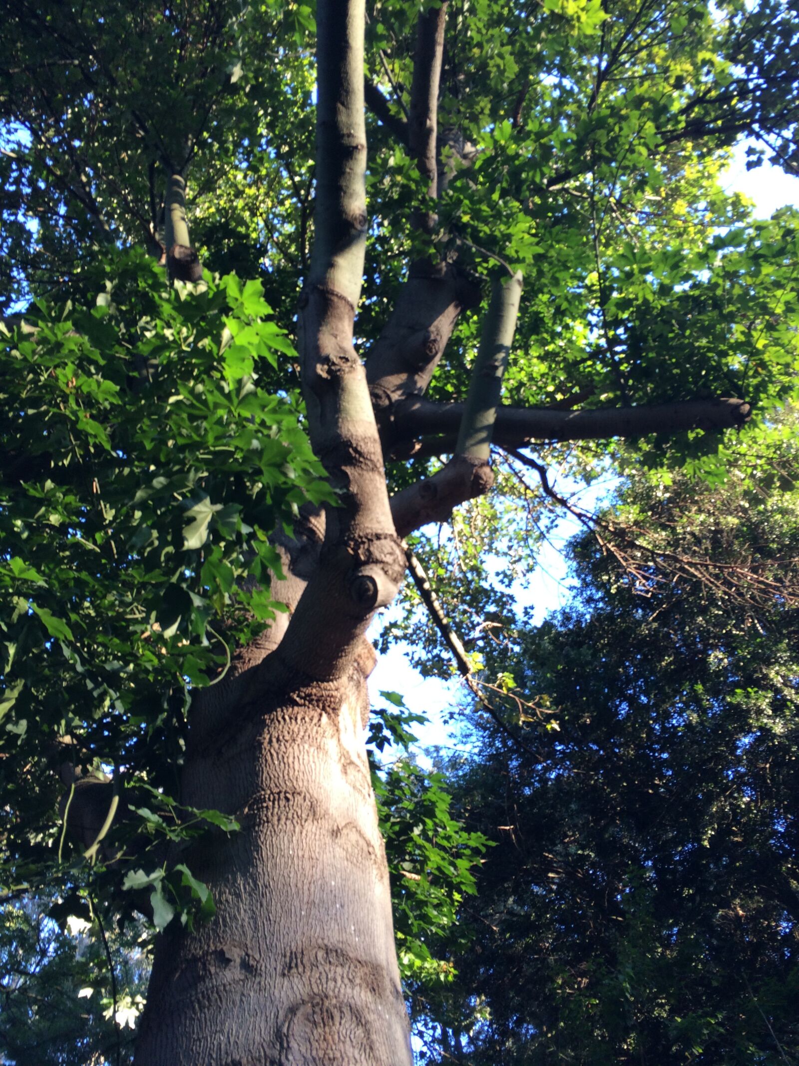 Apple iPhone 5s sample photo. Tree, light, nature photography