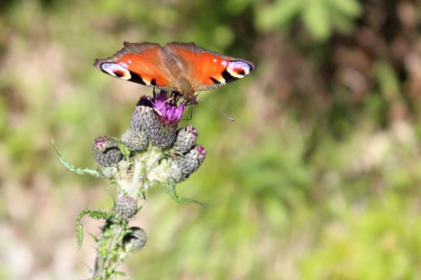 Canon EOS 600D (Rebel EOS T3i / EOS Kiss X5) sample photo. Butterfly, nature, insect photography