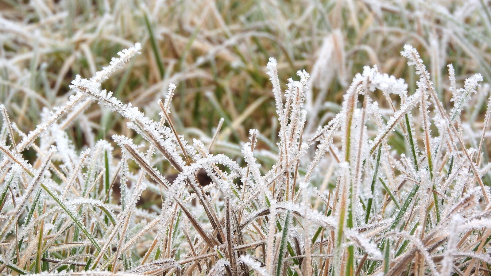 Nikon Coolpix P610 sample photo. Grass, frost, frozen photography
