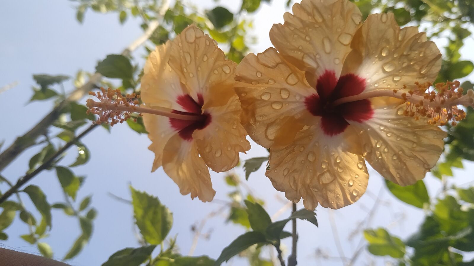 Xiaomi Redmi Note 6 Pro sample photo. Nature, flower, bluesky photography