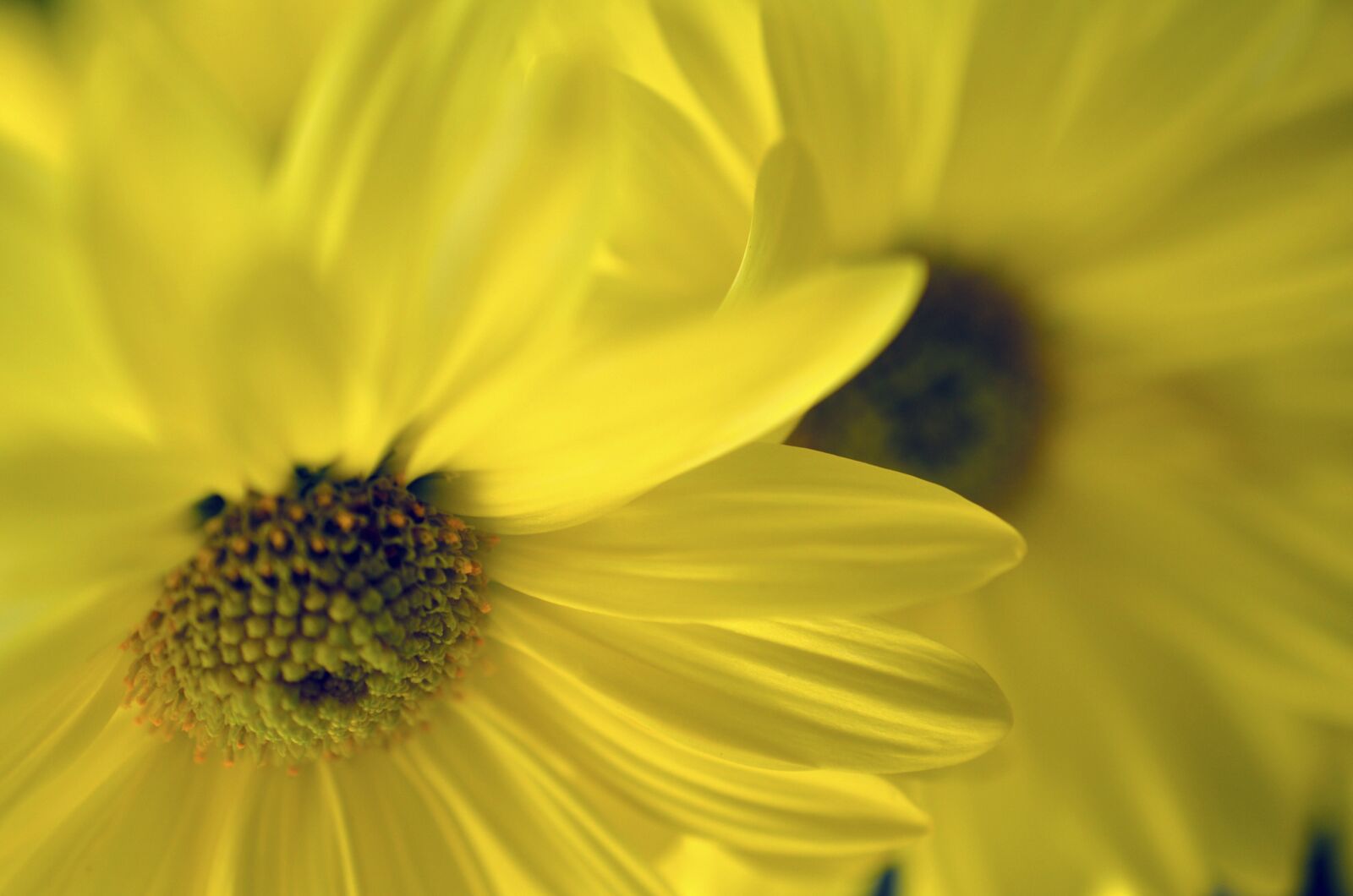 Nikon D7000 sample photo. Yellow, flower, daises photography