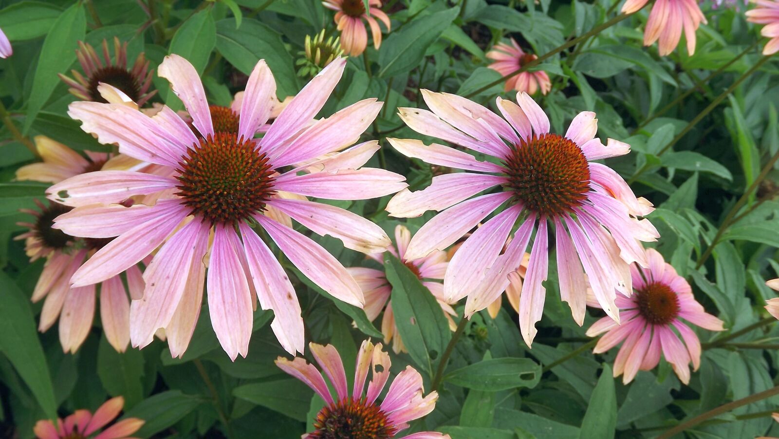 Fujifilm FinePix S3400 sample photo. Plants, flowers, purple coneflower photography