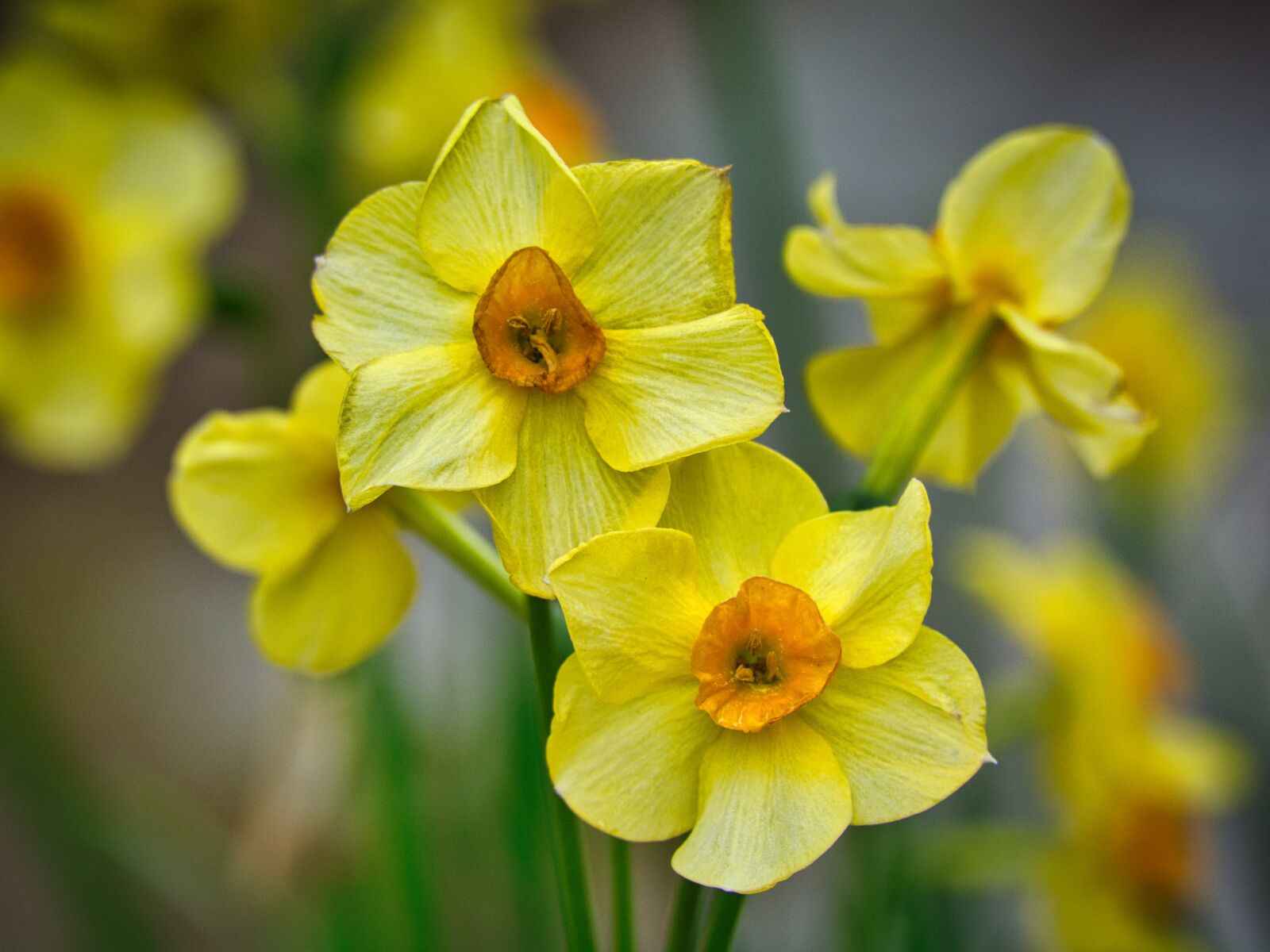 Nikon D7100 sample photo. Osterglocken, blossom, bloom photography