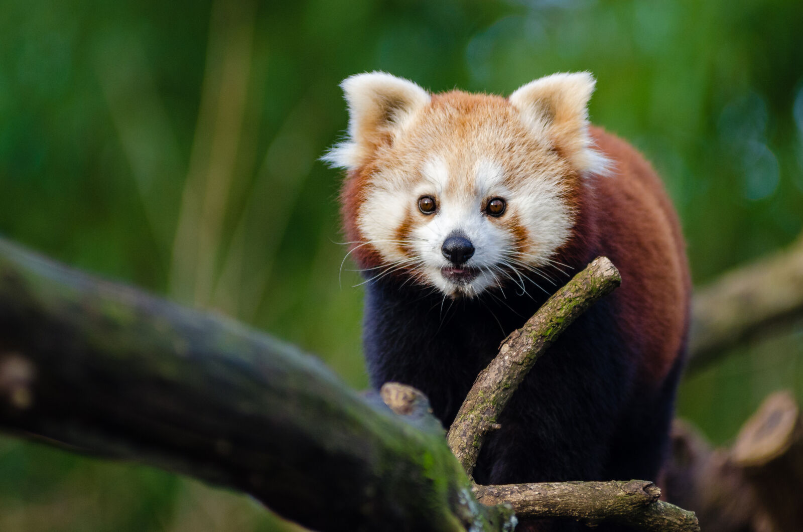 AF Zoom-Nikkor 80-200mm f/2.8 ED sample photo