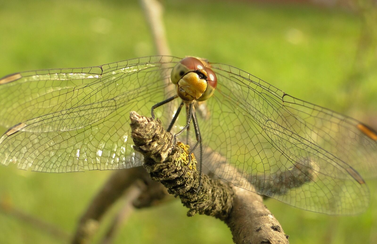 Sony Cyber-shot DSC-HX1 sample photo. Dragonflies r noskrzyd e photography