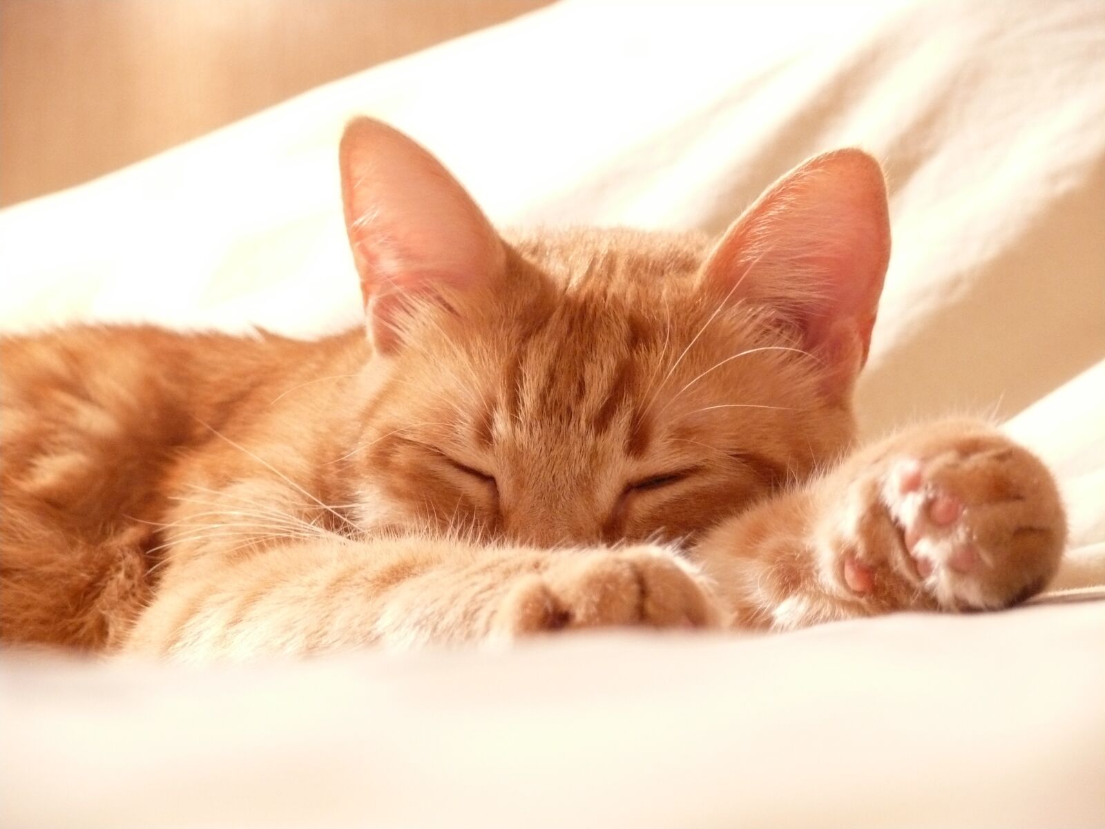 Panasonic DMC-FZ50 sample photo. Cat, paw, roux photography