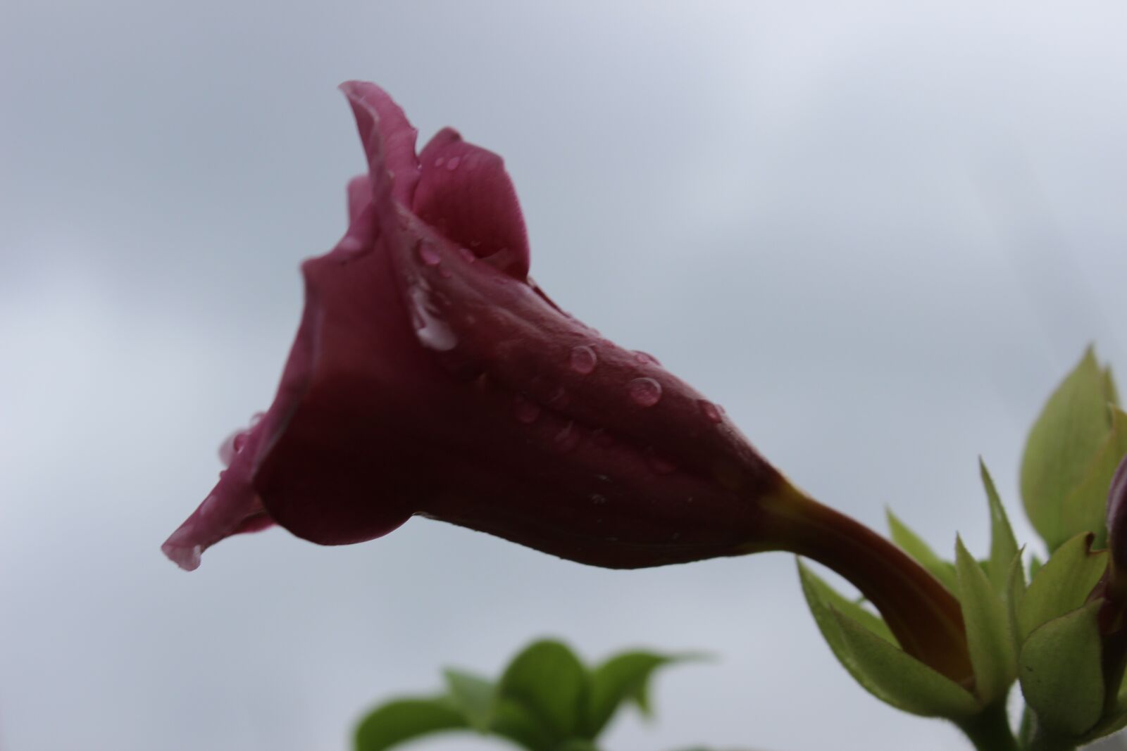 Canon EOS 600D (Rebel EOS T3i / EOS Kiss X5) sample photo. Flower, sky, tulip photography