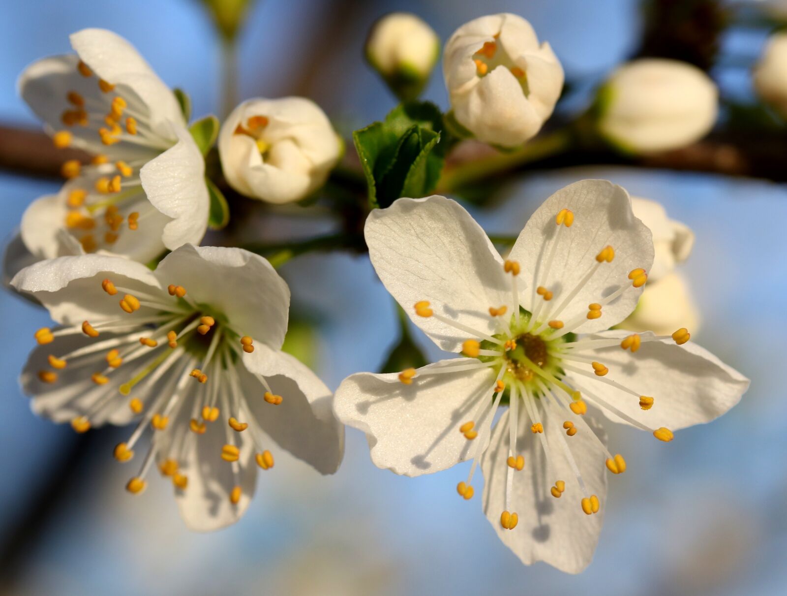 Canon EF-S 60mm F2.8 Macro USM sample photo. Flowers, branch, white photography