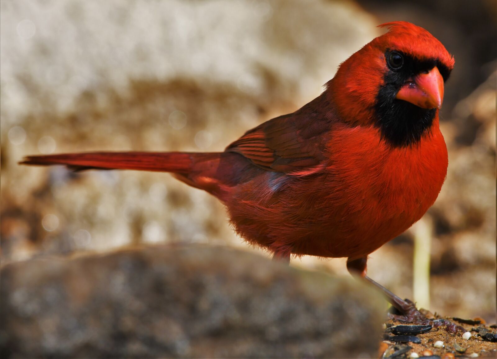 Nikon D850 sample photo. Bird, redbird, cardinal photography