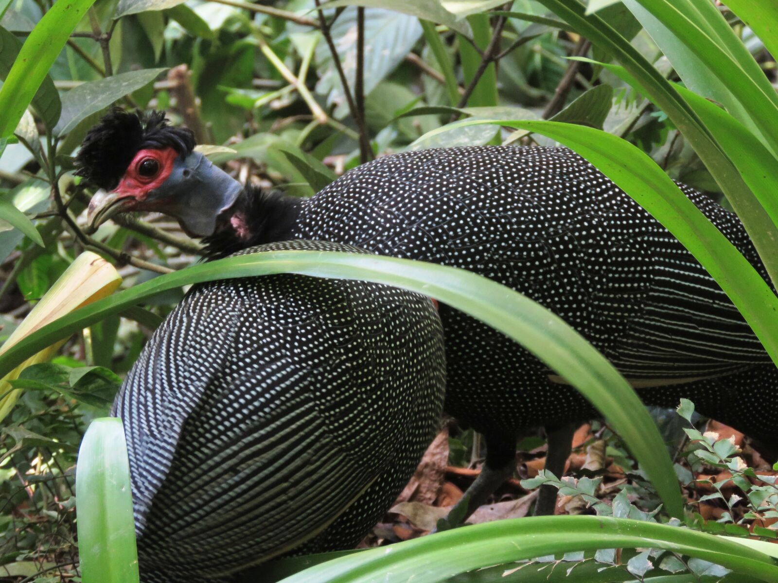 Canon PowerShot SX60 HS sample photo. Guinea fowl, red hen photography