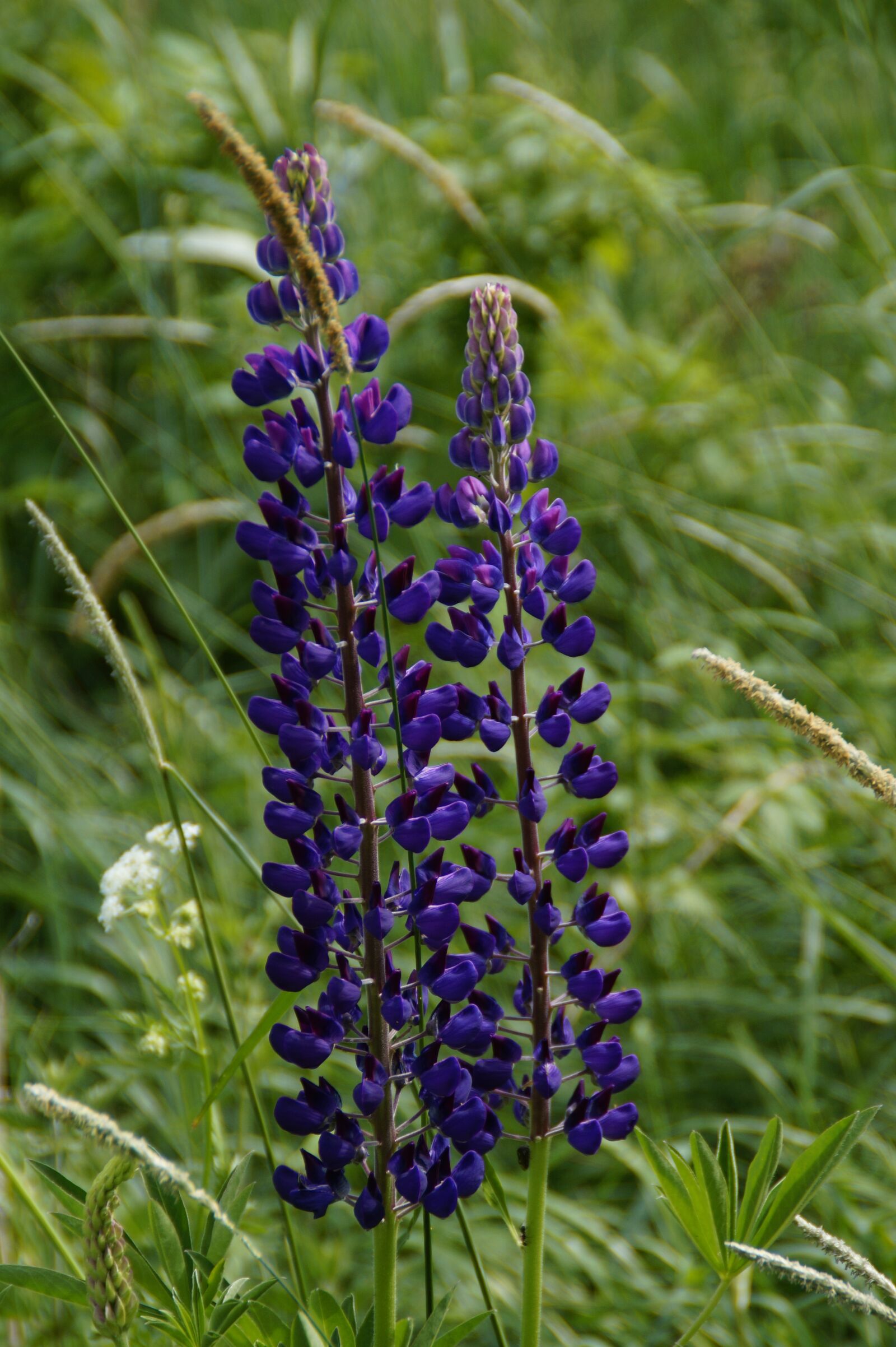 Sony SLT-A58 sample photo. Lupine, meadow, summer photography