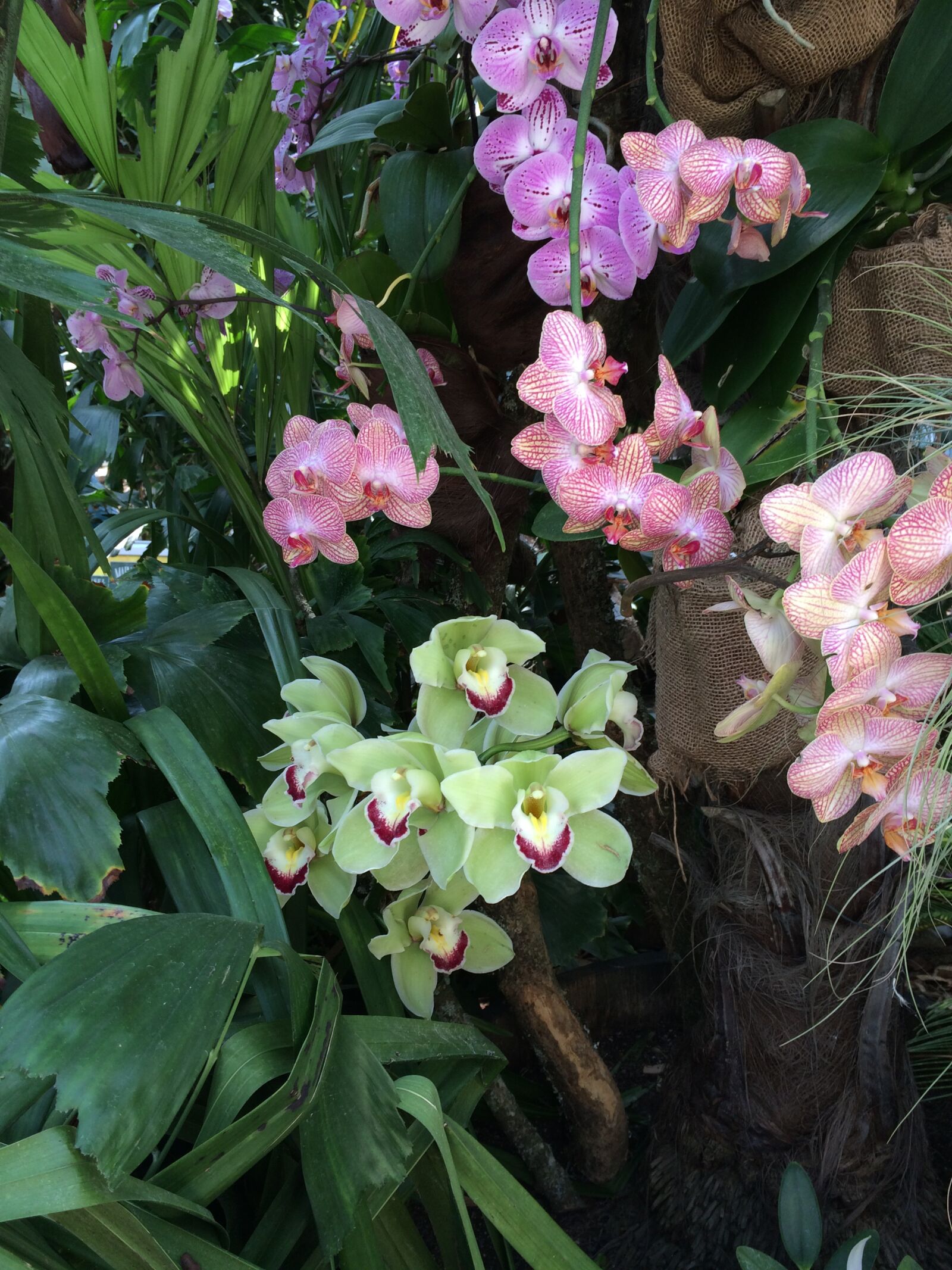 iPhone 5s back camera 4.15mm f/2.2 sample photo. Orchids, flowers, exotic photography