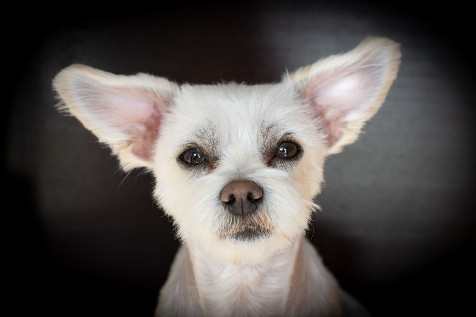 Nikon D7100 sample photo. Dog, white, hybrid photography